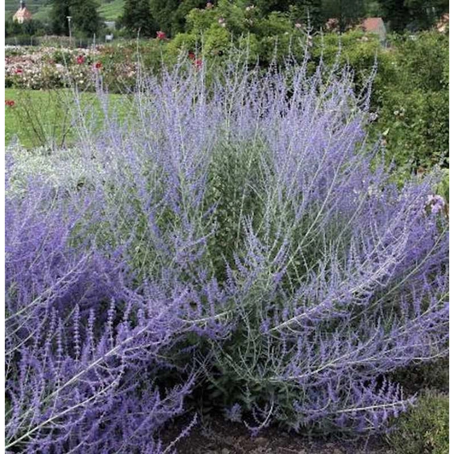 Blauraute Lacy Blue 40-60cm - Perovskia atriplicifolia günstig online kaufen