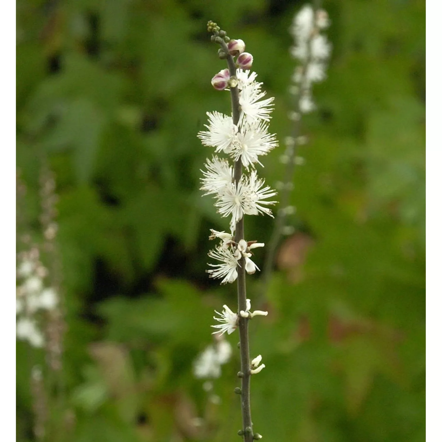 Ahornblättrige Silberkerze - Actaea japonica günstig online kaufen