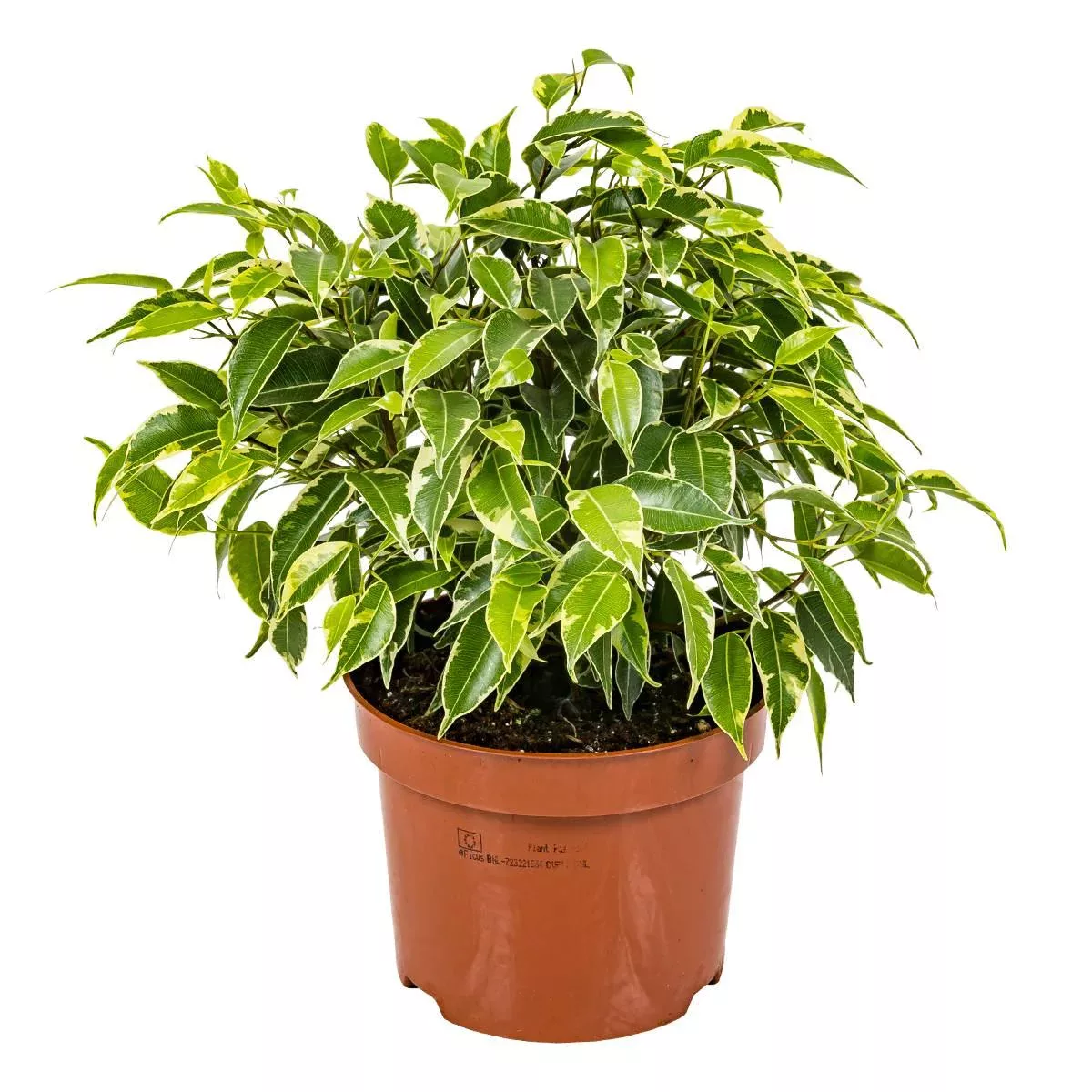 Casa Caron | Ficus Benjamina Kinky günstig online kaufen