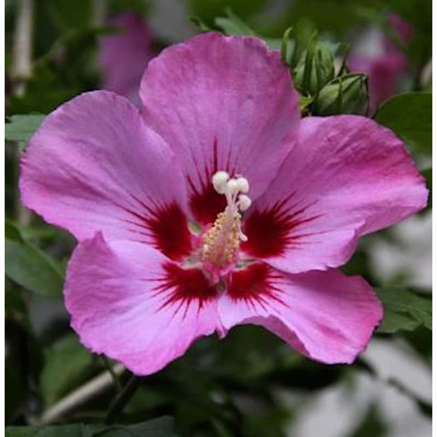 Garteneibisch Aphrodite 40-60cm - Hibiscus günstig online kaufen