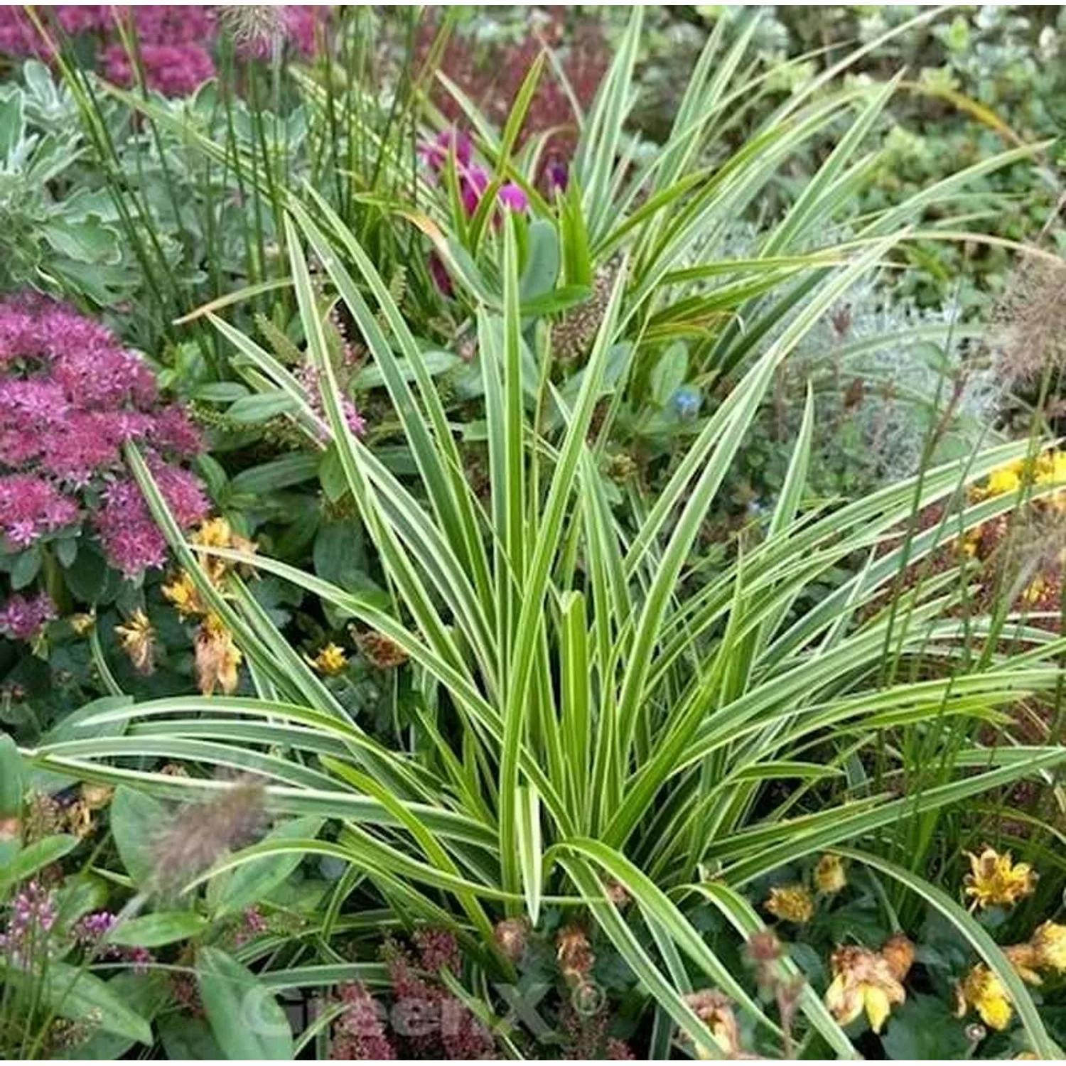 Immergrüne Japan Segge Variegata - Carex morrowii günstig online kaufen