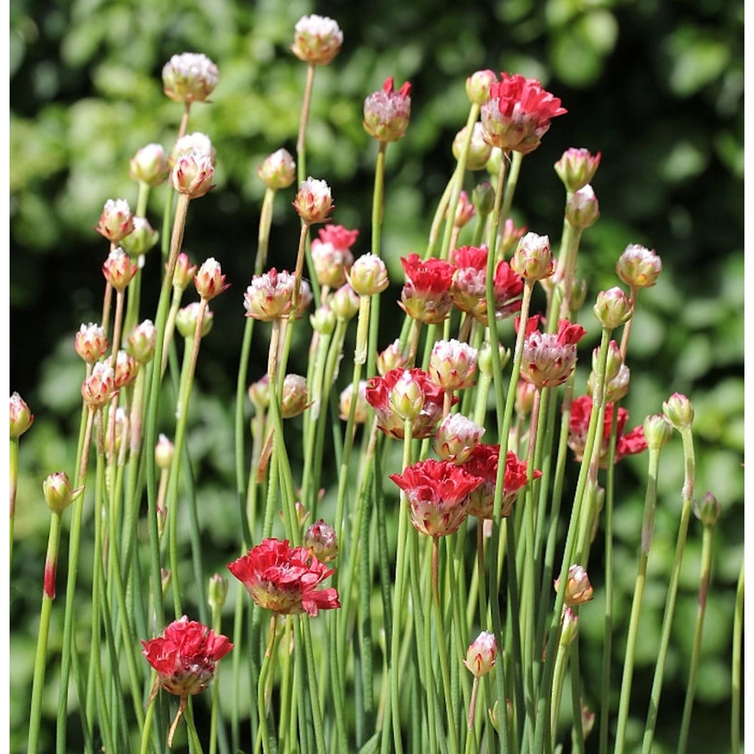 Grasnelke Ballerina Red - Armeria pseudarmeria günstig online kaufen