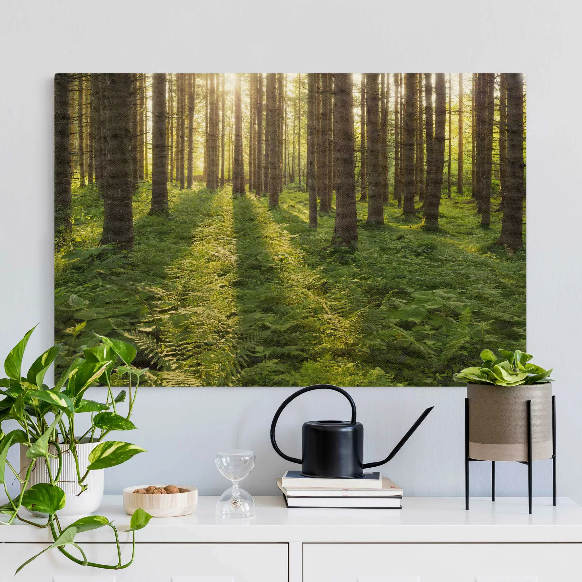 Leinwandbild auf Naturcanvas Sonnenstrahlen in grünem Wald günstig online kaufen