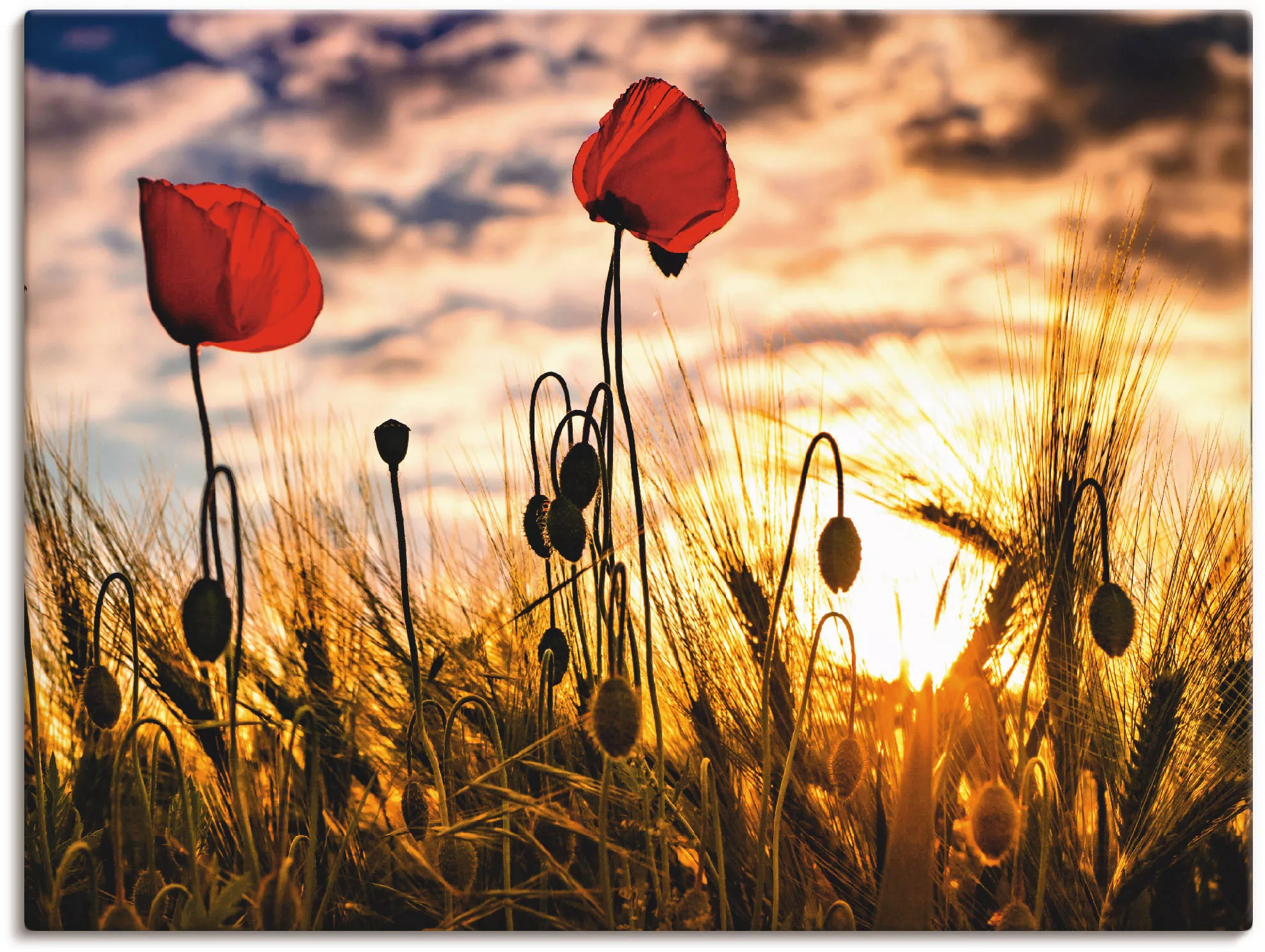 Artland Wandbild »Mohnblumen im Sonnenuntergang«, Blumen, (1 St.), als Alub günstig online kaufen