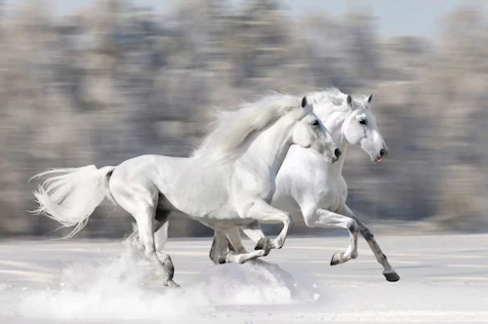 Papermoon Fototapete »Weiße Pferde« günstig online kaufen