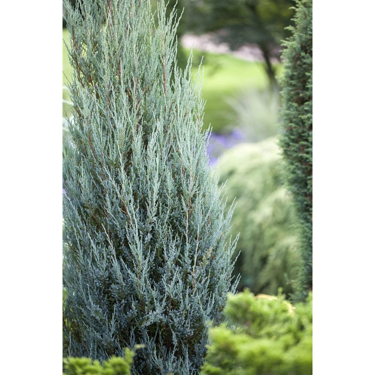 Juniperus Scopulorum Blue Arrow Wacholder Säulenförmig 15–20 cm günstig online kaufen