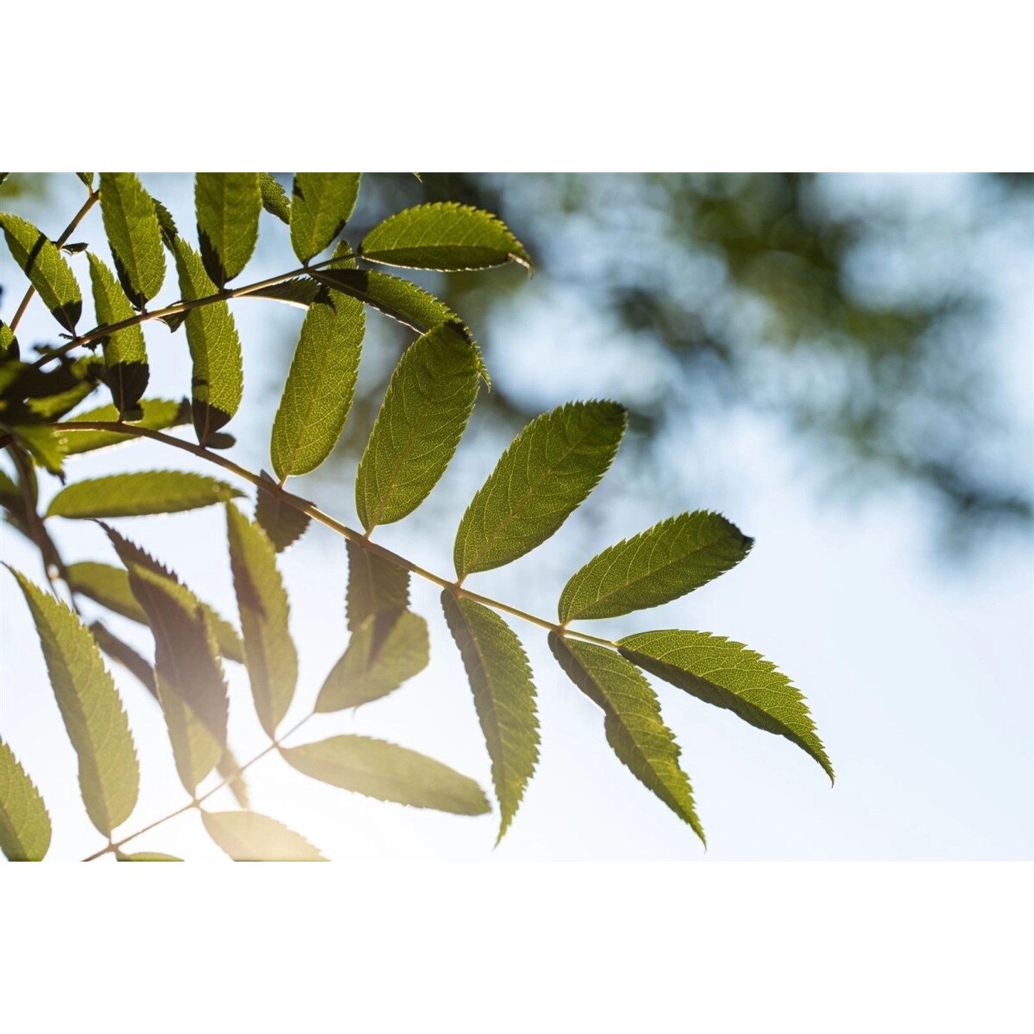 Sorbus Serotina Eberesche 150–200 cm günstig online kaufen