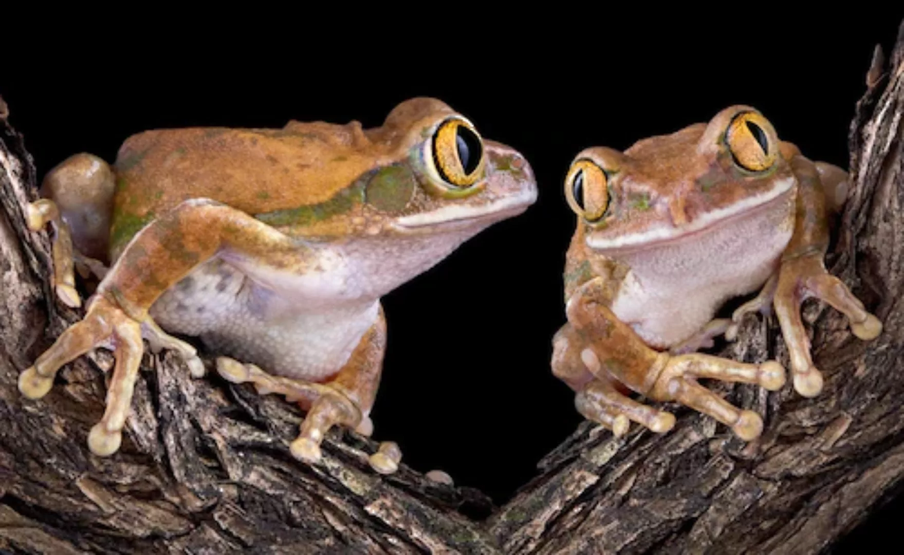 Papermoon Fototapete »Froschliebe mit großen Augen« günstig online kaufen