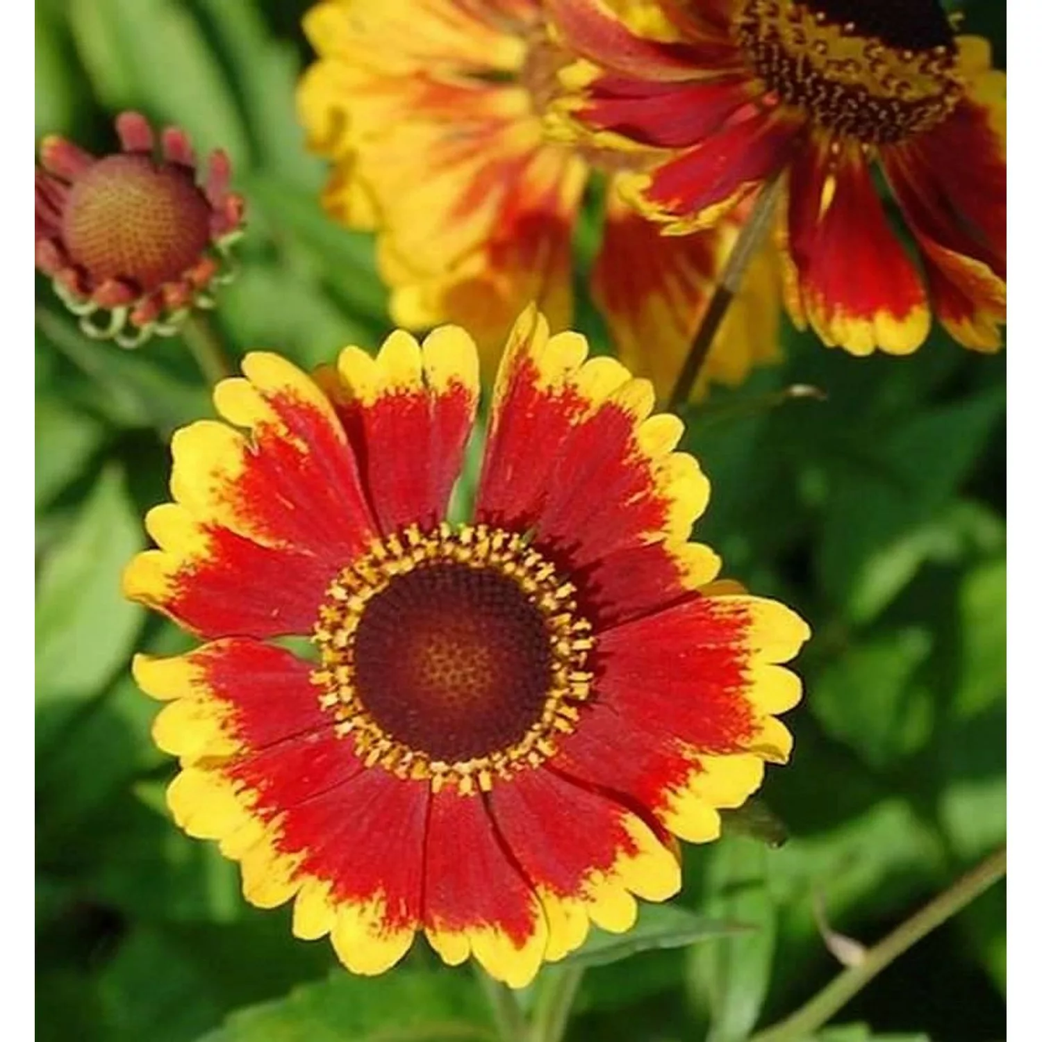 Sonnenbraut Biedermeier - Helenium cultorum günstig online kaufen