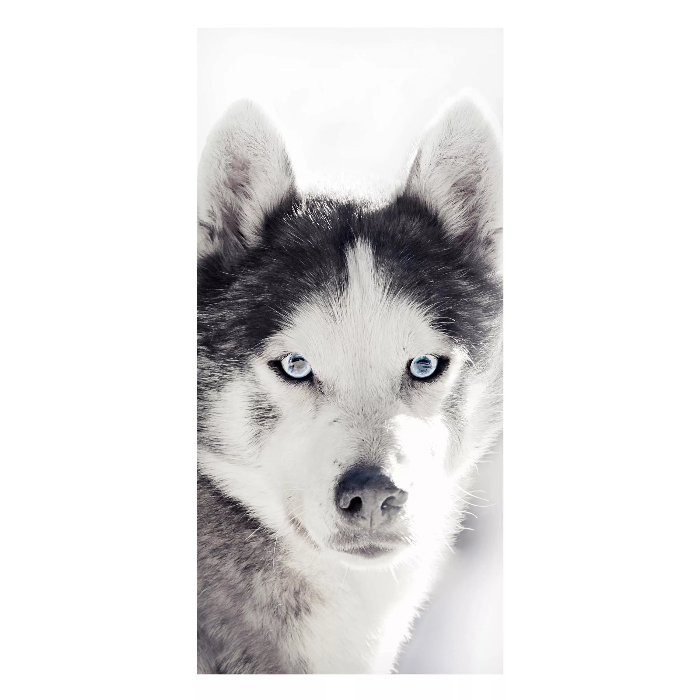 Magnettafel Husky Portrait günstig online kaufen