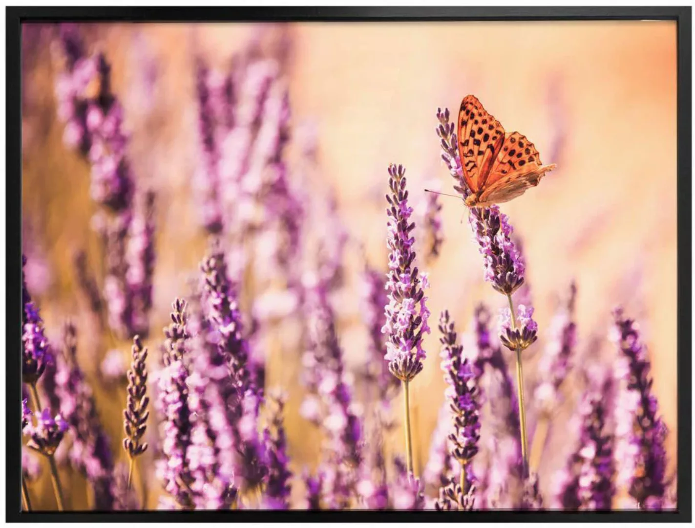 Wall-Art Poster "Schmetterling Lavendel", Schmetterlinge, (Set, 1 St.) günstig online kaufen