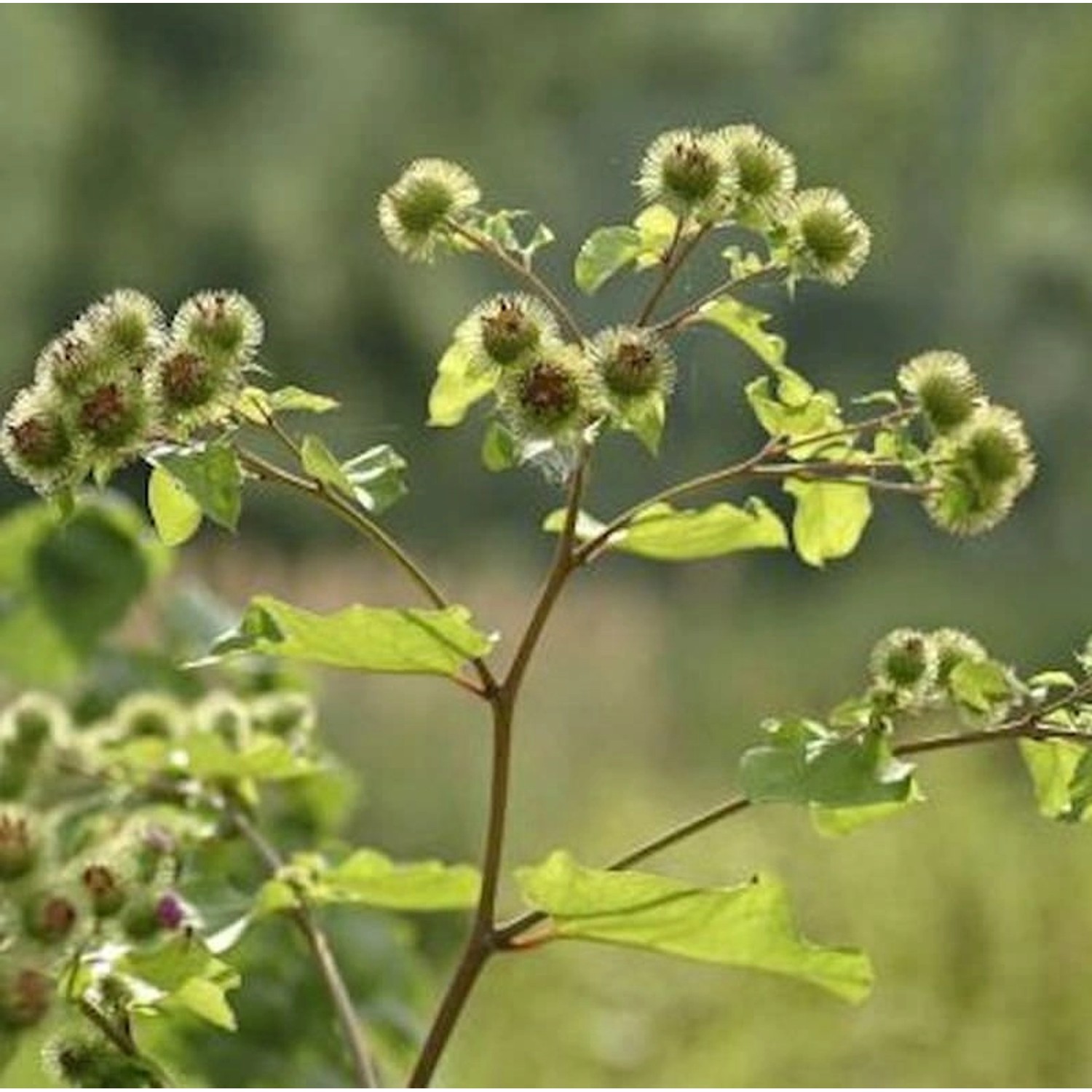 Große Klette - Arctium lappa günstig online kaufen