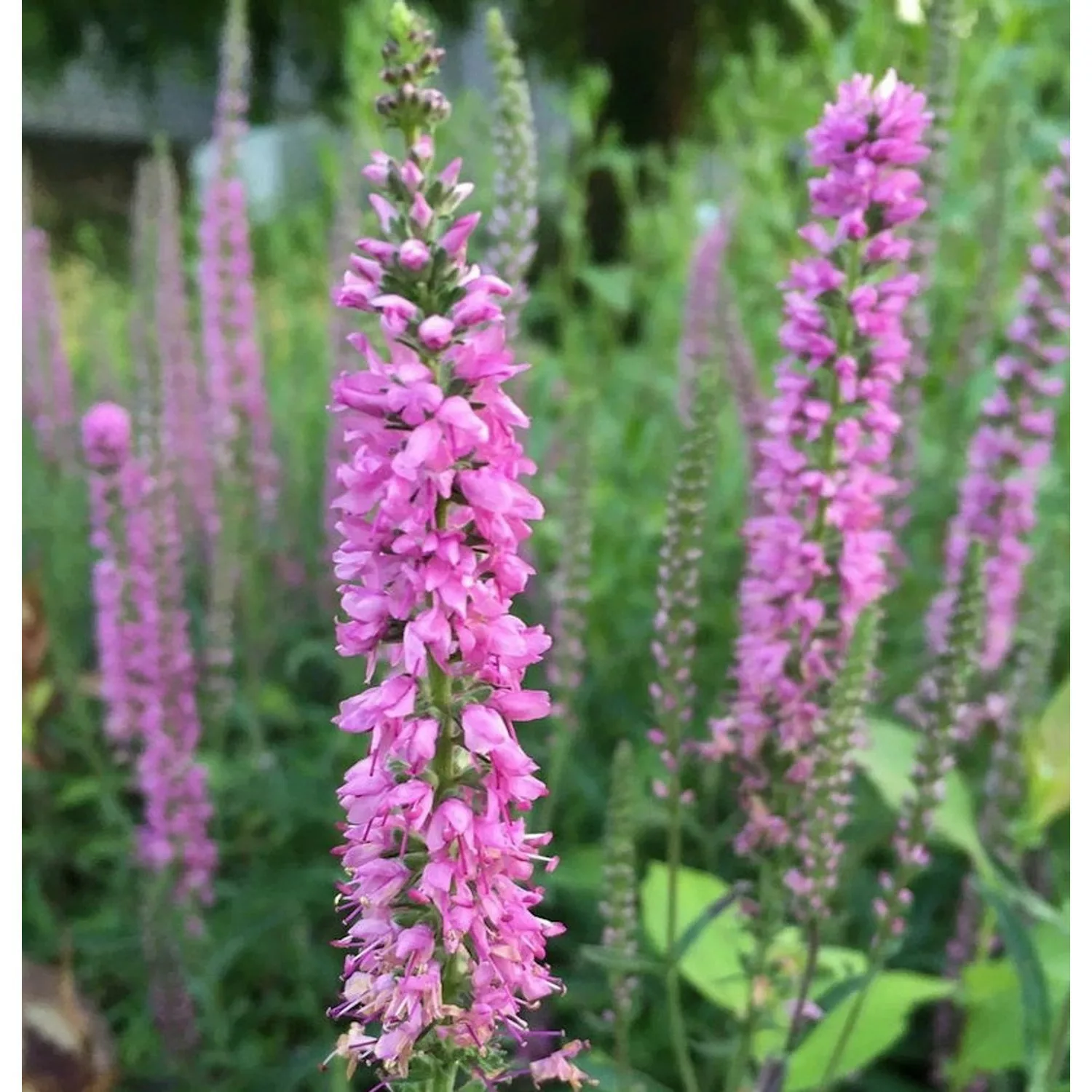 Polsterveronika Erika - Veronica spicata günstig online kaufen