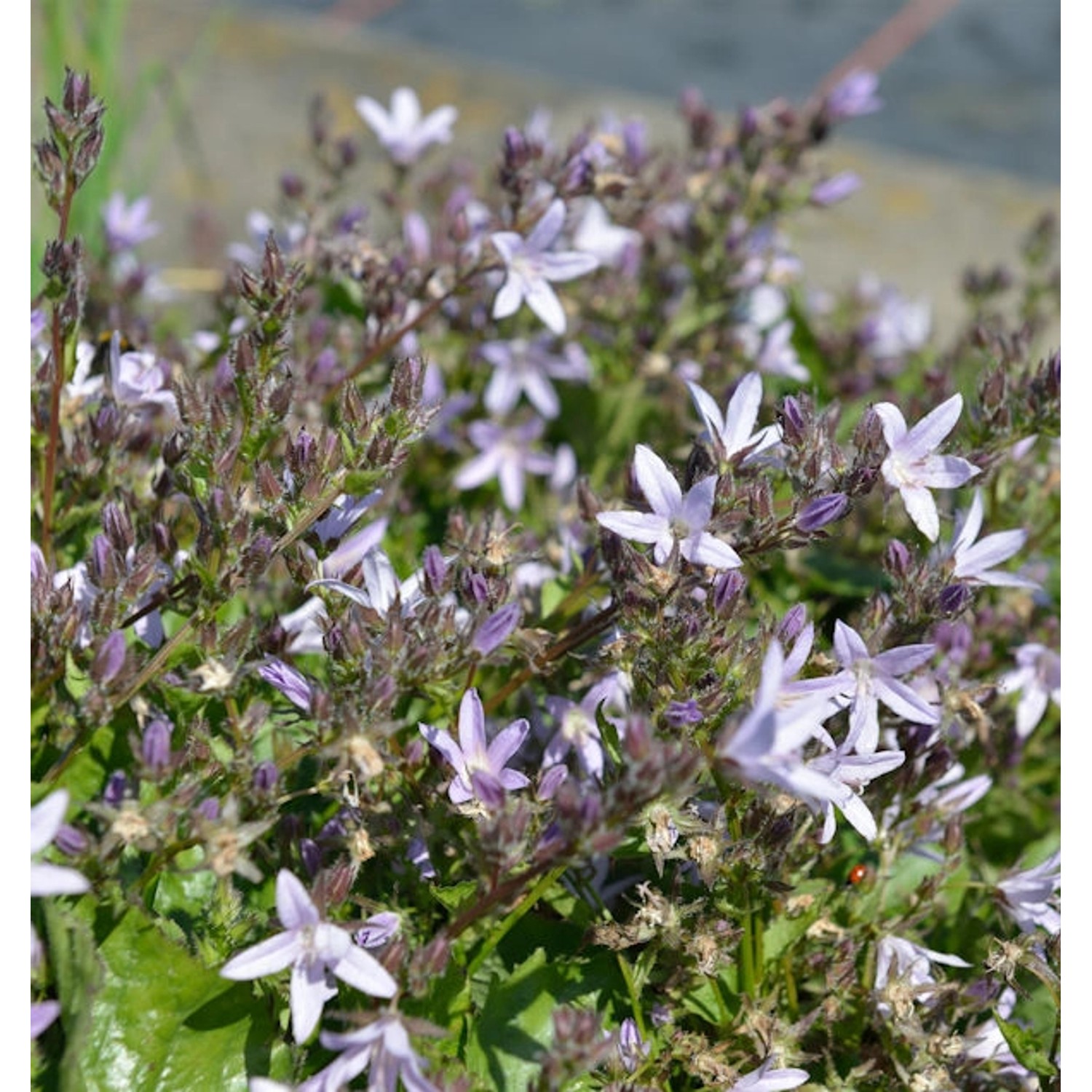 Glockenblume Lisduggan Variety - Campanula poscharskyana günstig online kaufen