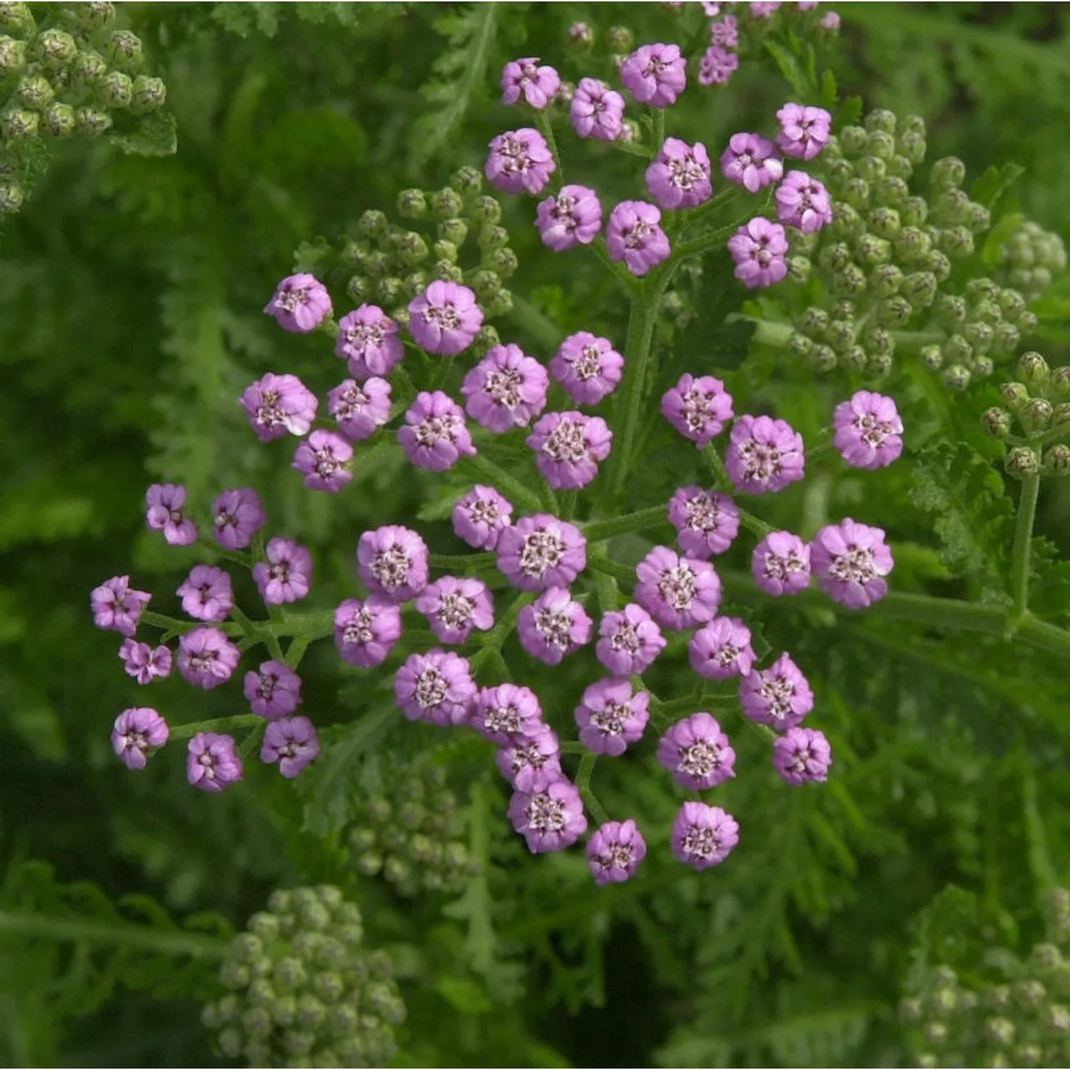 Schafgarbe Pretty Belinda - Achillea millefolium günstig online kaufen