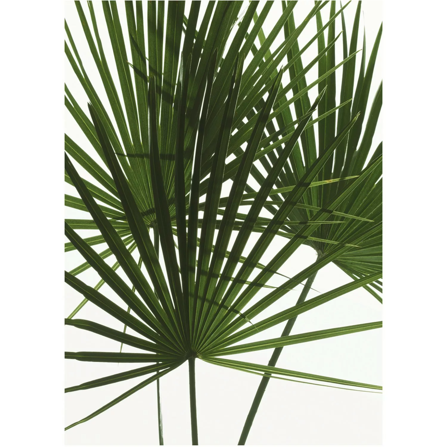 Komar Poster "Palmtree Leaves", Pflanzen, (1 St.), Kinderzimmer, Schlafzimm günstig online kaufen