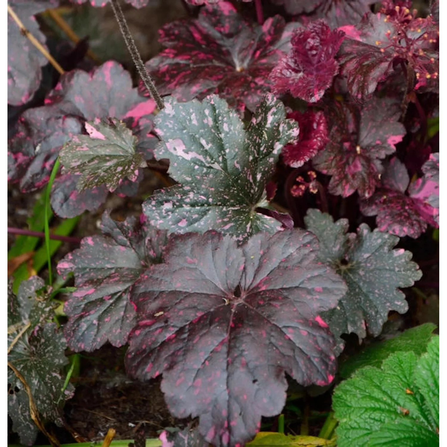 Purpurglöckchen Rachel - Heuchera micrantha günstig online kaufen