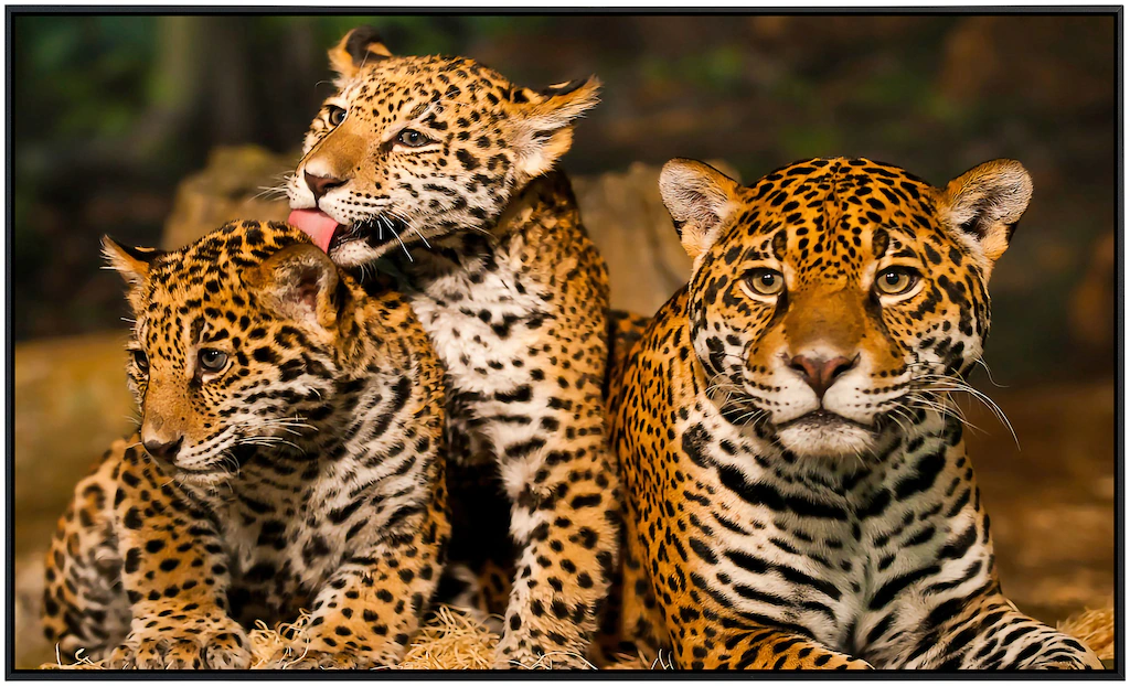 Papermoon Infrarotheizung »Leoparden Familie«, sehr angenehme Strahlungswär günstig online kaufen