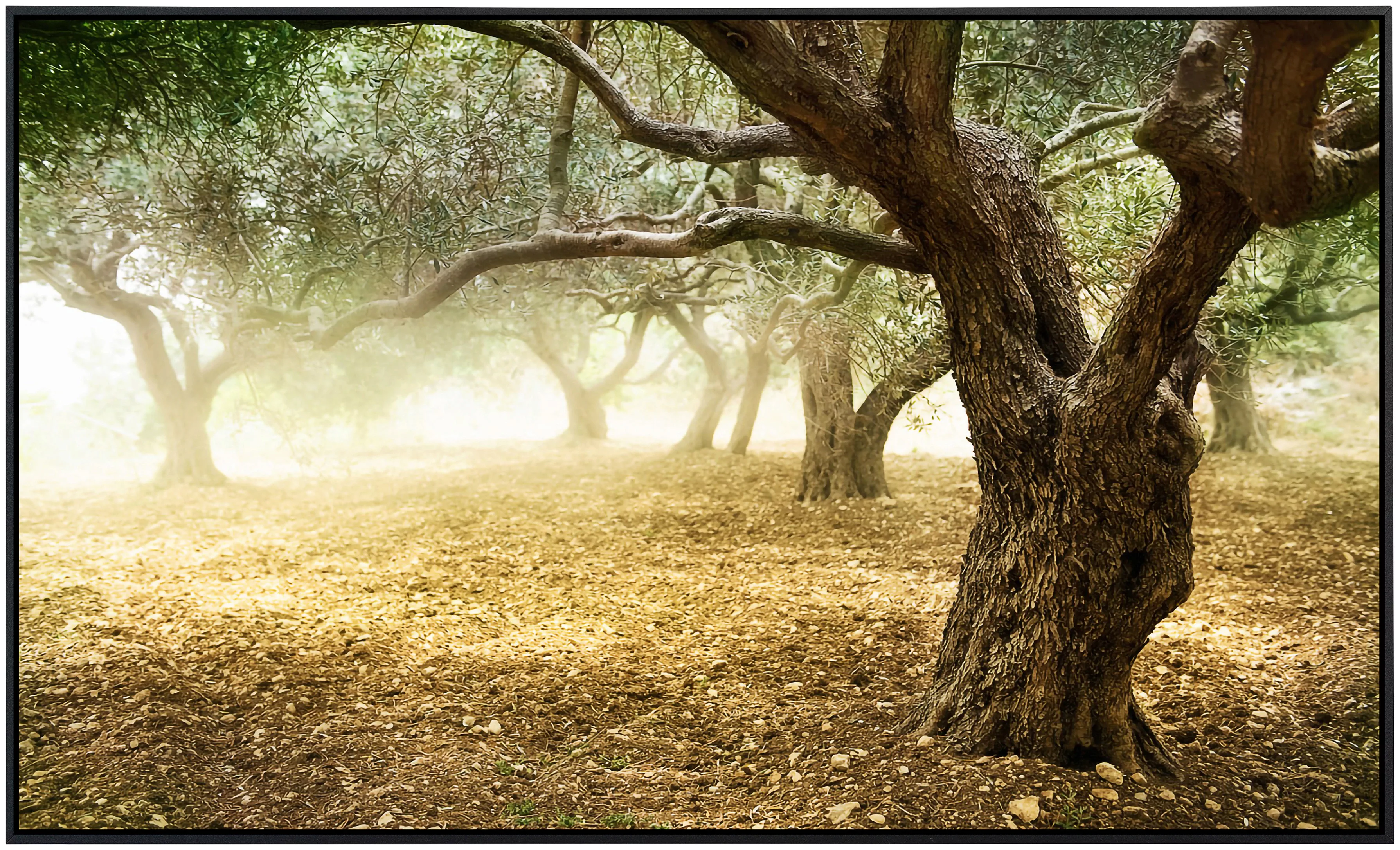 Papermoon Infrarotheizung »Alte Olivenbäume«, sehr angenehme Strahlungswärm günstig online kaufen
