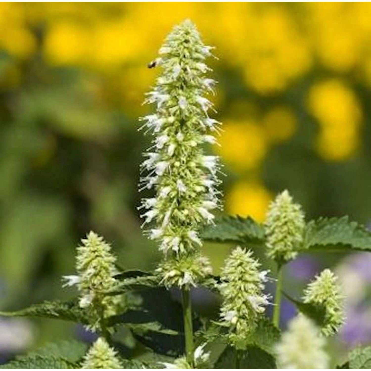 Mexikonessel Alba - Agastache rugosa günstig online kaufen