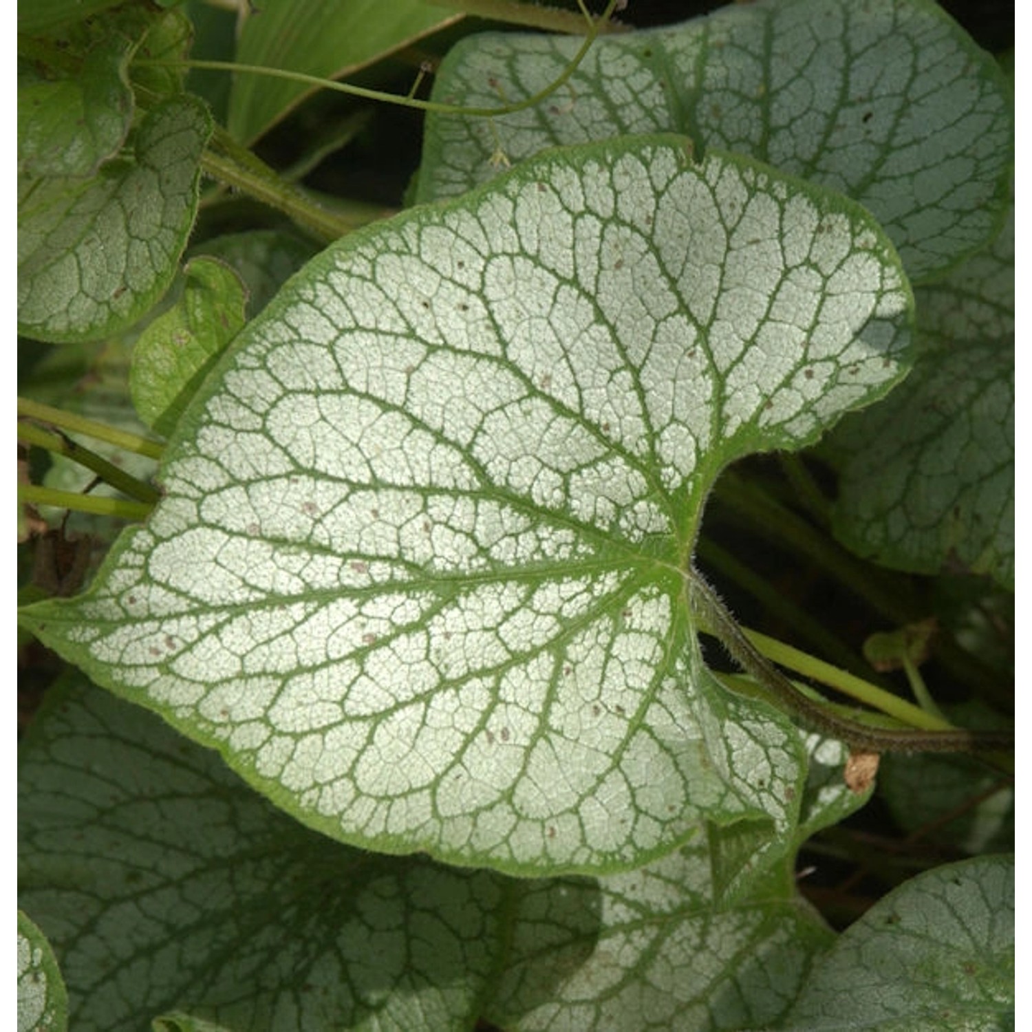 Kaukasus Vergißmeinnicht Jack Frost - Brunnera macrophylla günstig online kaufen