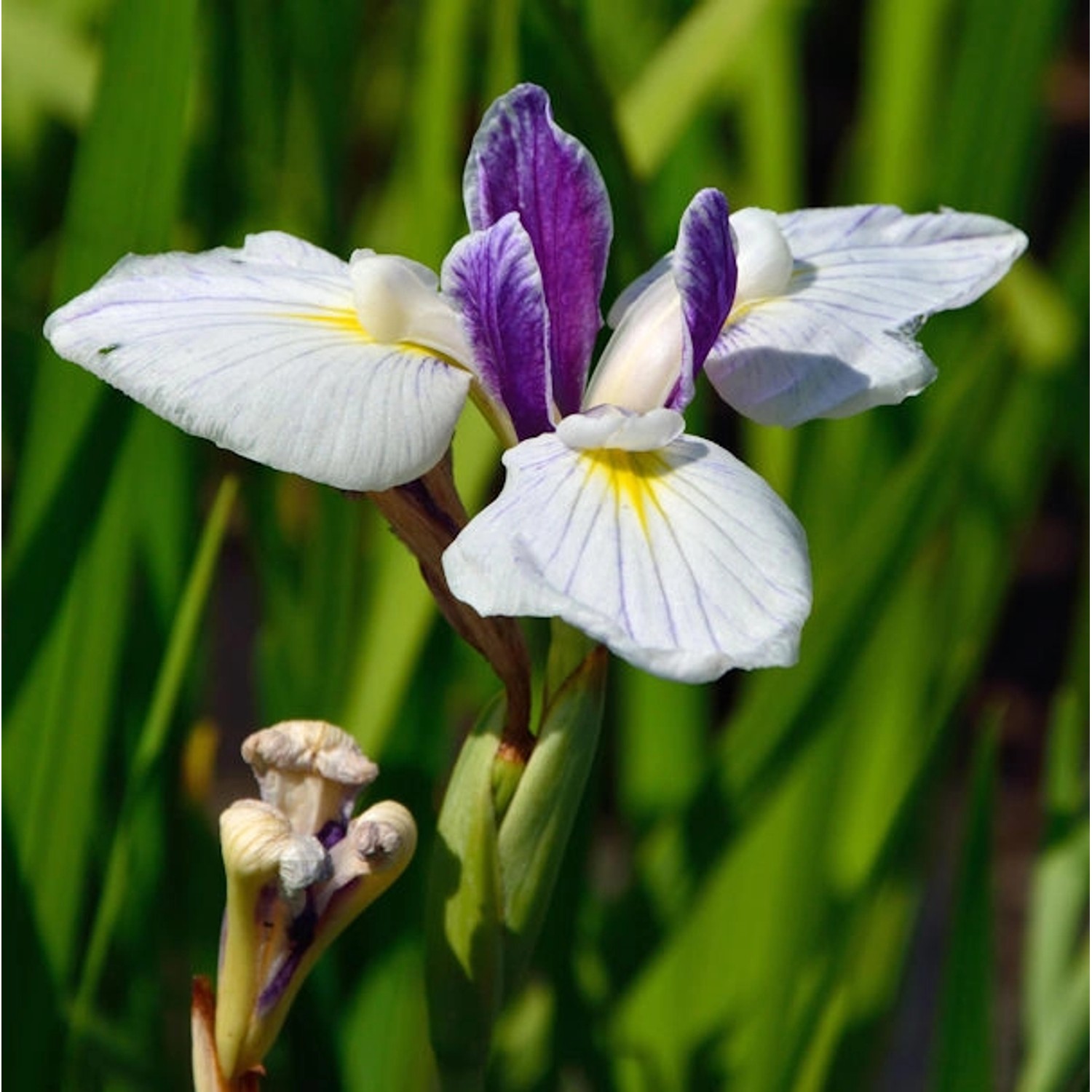 Japanische Sumpf Schwertlilie Fortune - Iris ensata günstig online kaufen