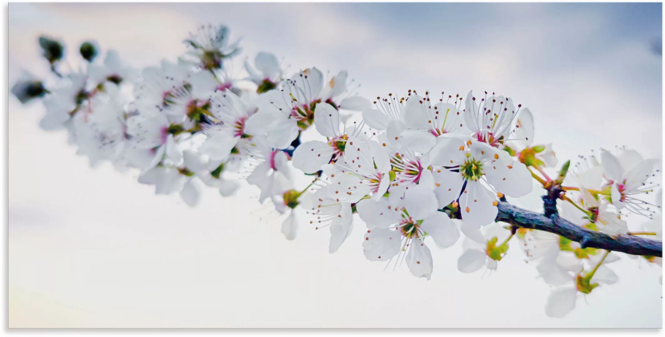 Artland Alu-Dibond-Druck "weißer Kirschblüten Zweig", Baumbilder, (1 St.), günstig online kaufen