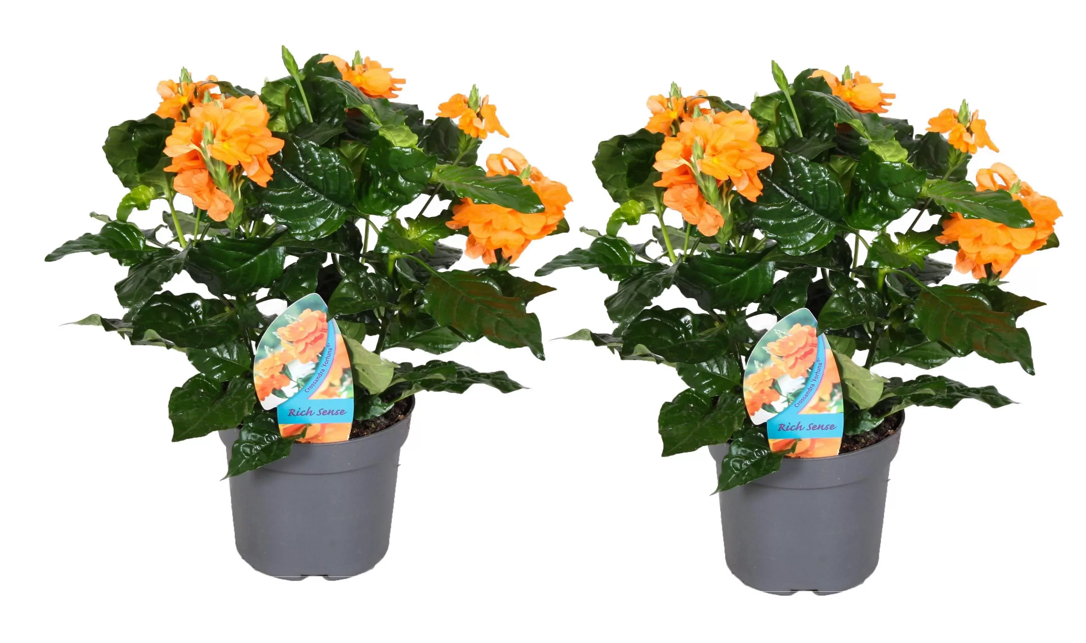 Perfect Plant | 2er Set Crossandra Fortuna Feuerwerkskörper günstig online kaufen