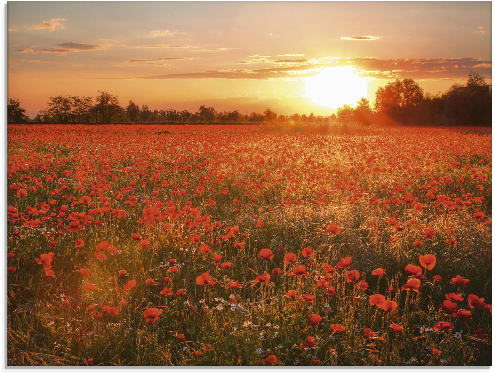 Artland Glasbild "Mohnblumenfeld bei Sonnenuntergang", Blumen, (1 St.), in günstig online kaufen