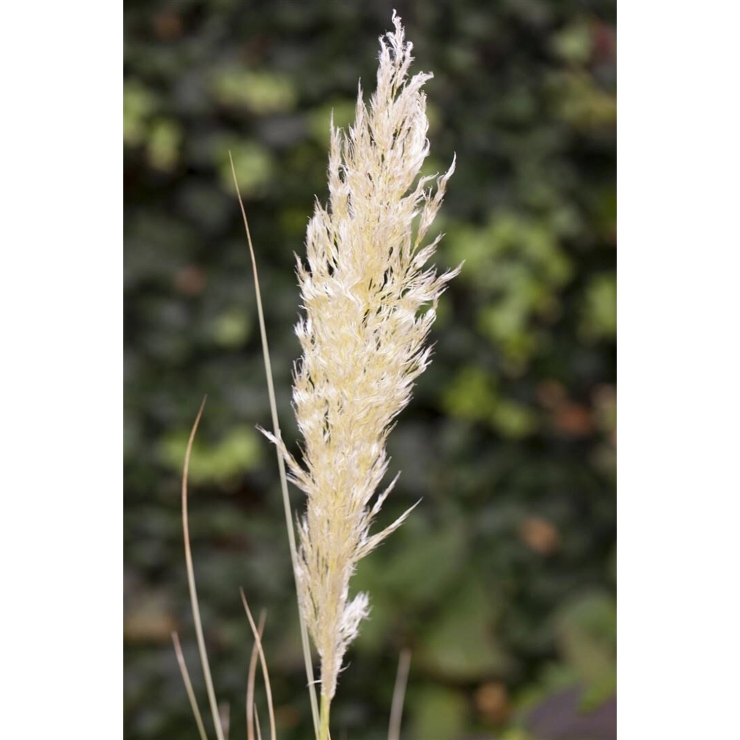 Cortaderia Selloana Comet Pampasgras Silbrig-Weiß 15-20 Liter Container günstig online kaufen