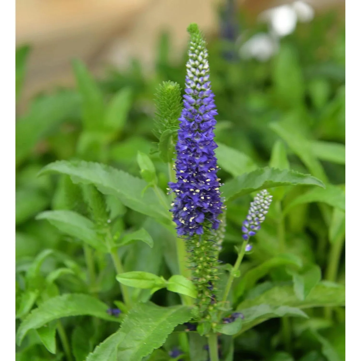 Ehrenpreis Blue Indigo - Veronica cultorum günstig online kaufen