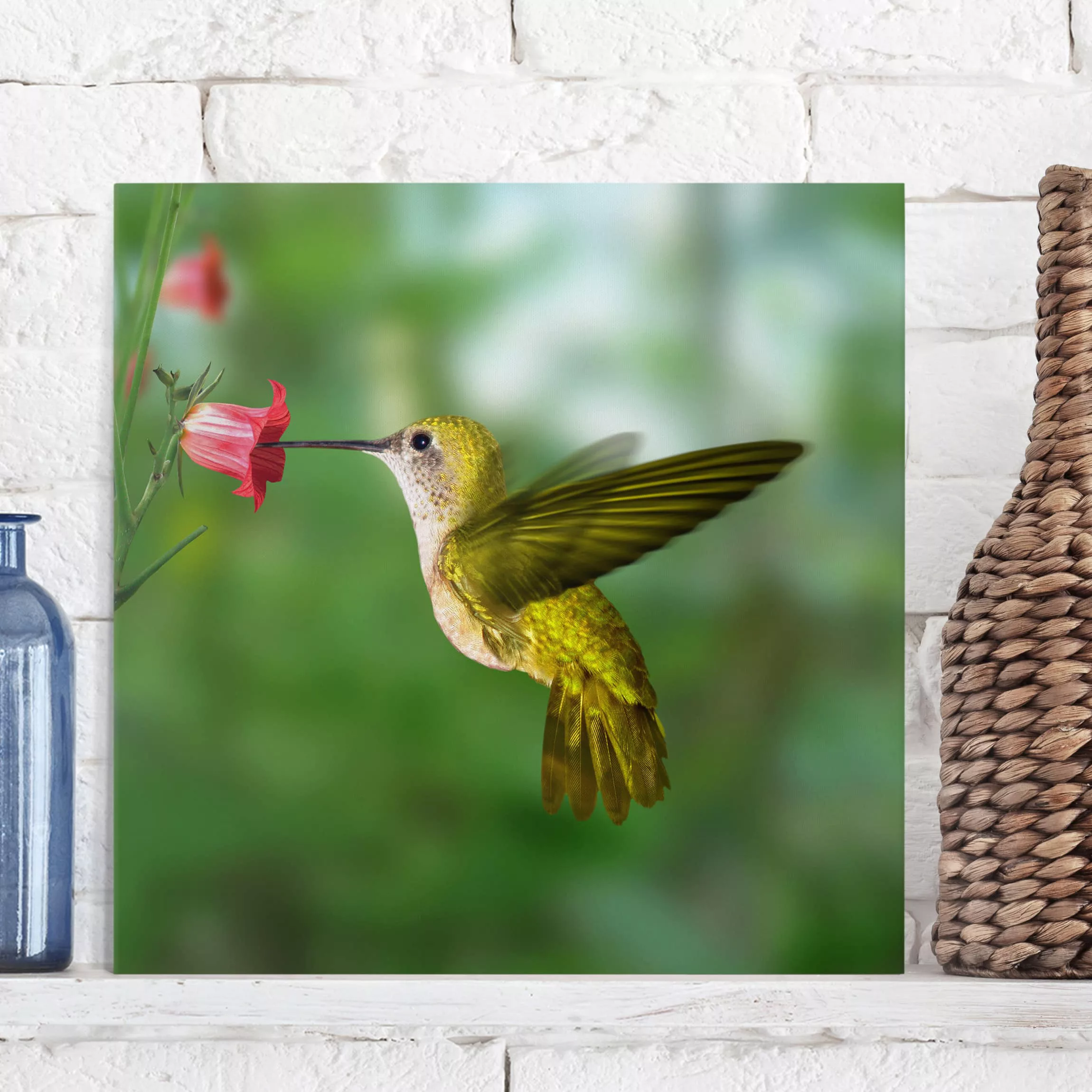 Leinwandbild Tiere - Quadrat Kolibri und Blüte günstig online kaufen