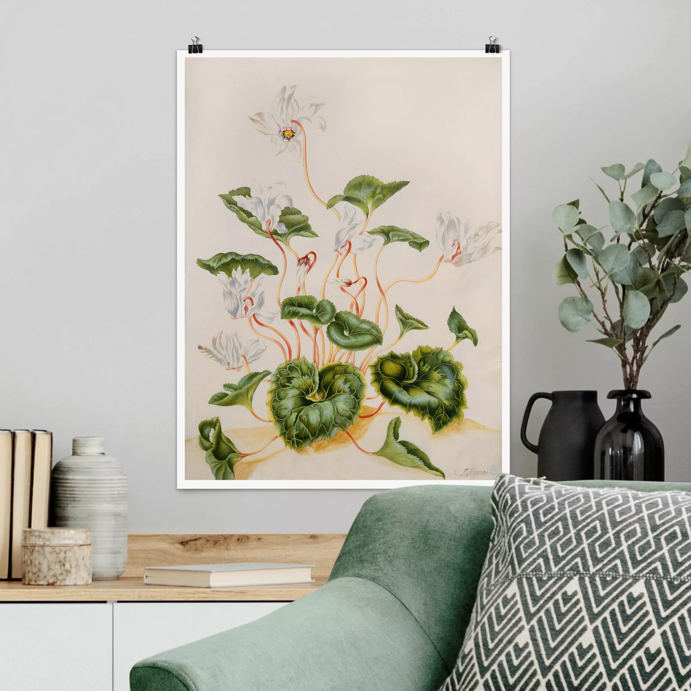 Poster Anna Maria Sibylla Merian - Weiße Veilchen günstig online kaufen