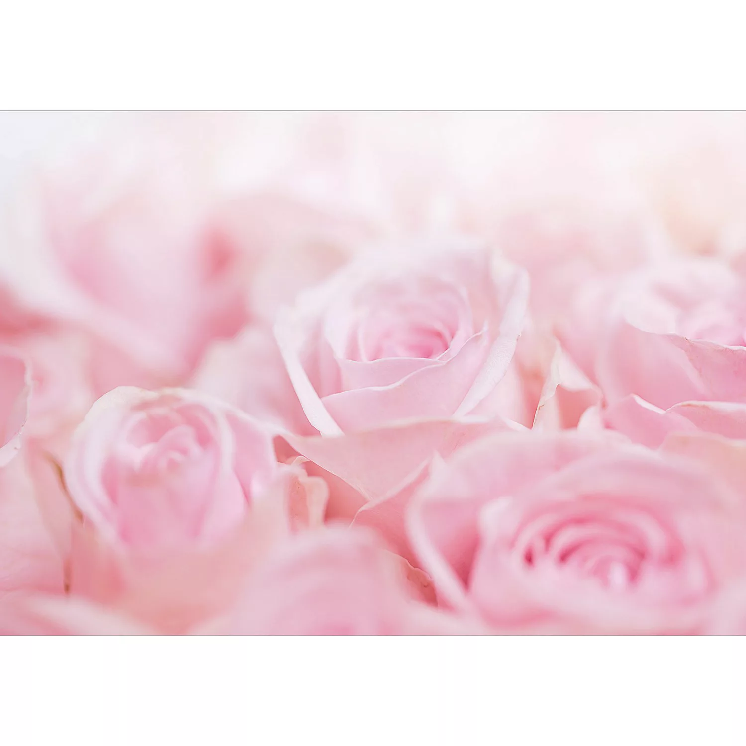 Selbstklebende Fototapete - Ocean of Roses günstig online kaufen