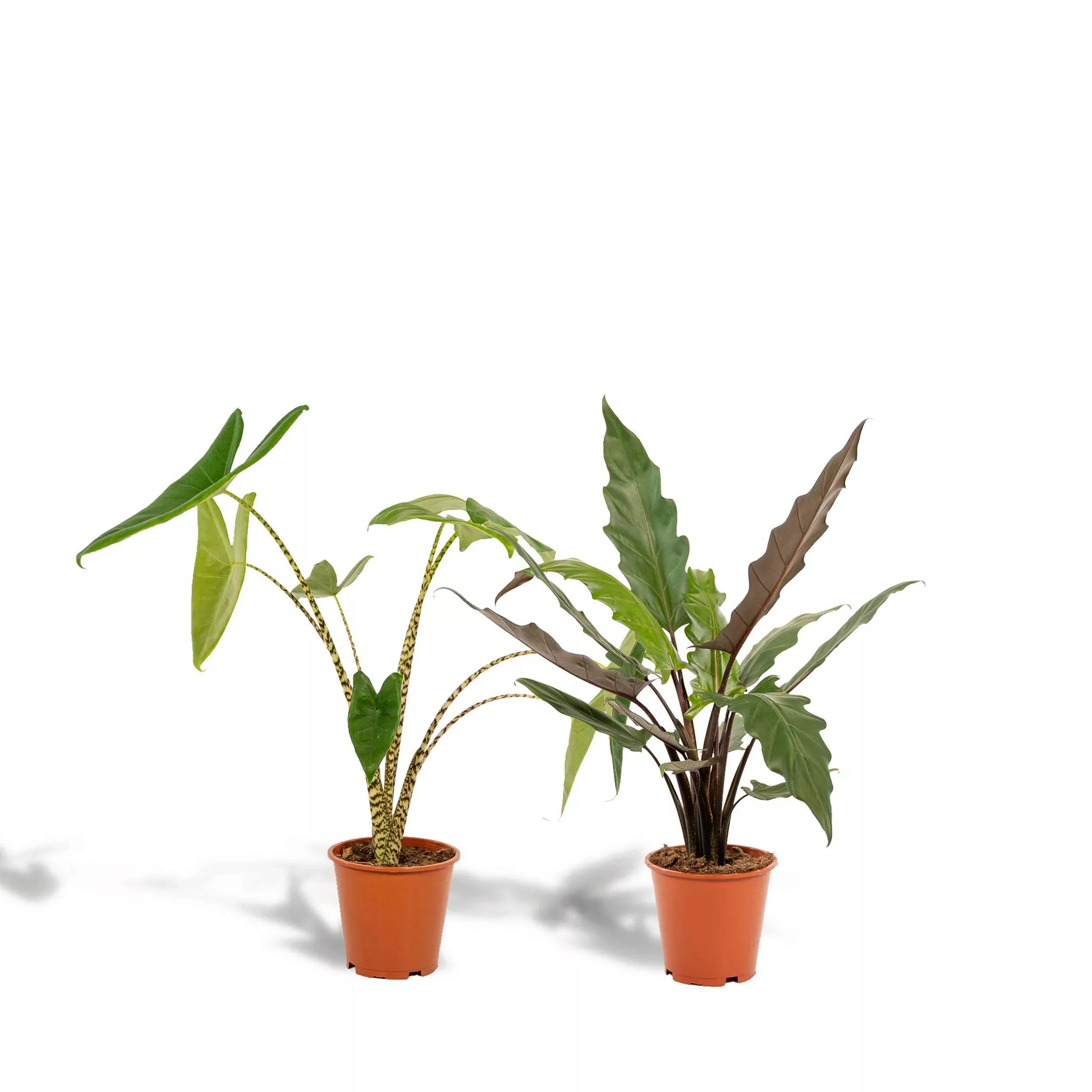 Hello Plants | Set mit 2 Alocasias - Zebrina & Lauterbachiana günstig online kaufen