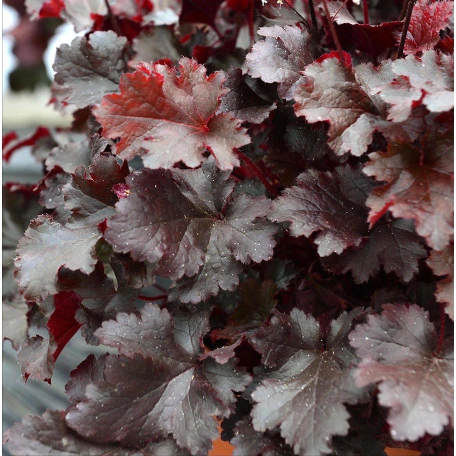 Purpurglöckchen Molly Bush - Heuchera micrantha günstig online kaufen