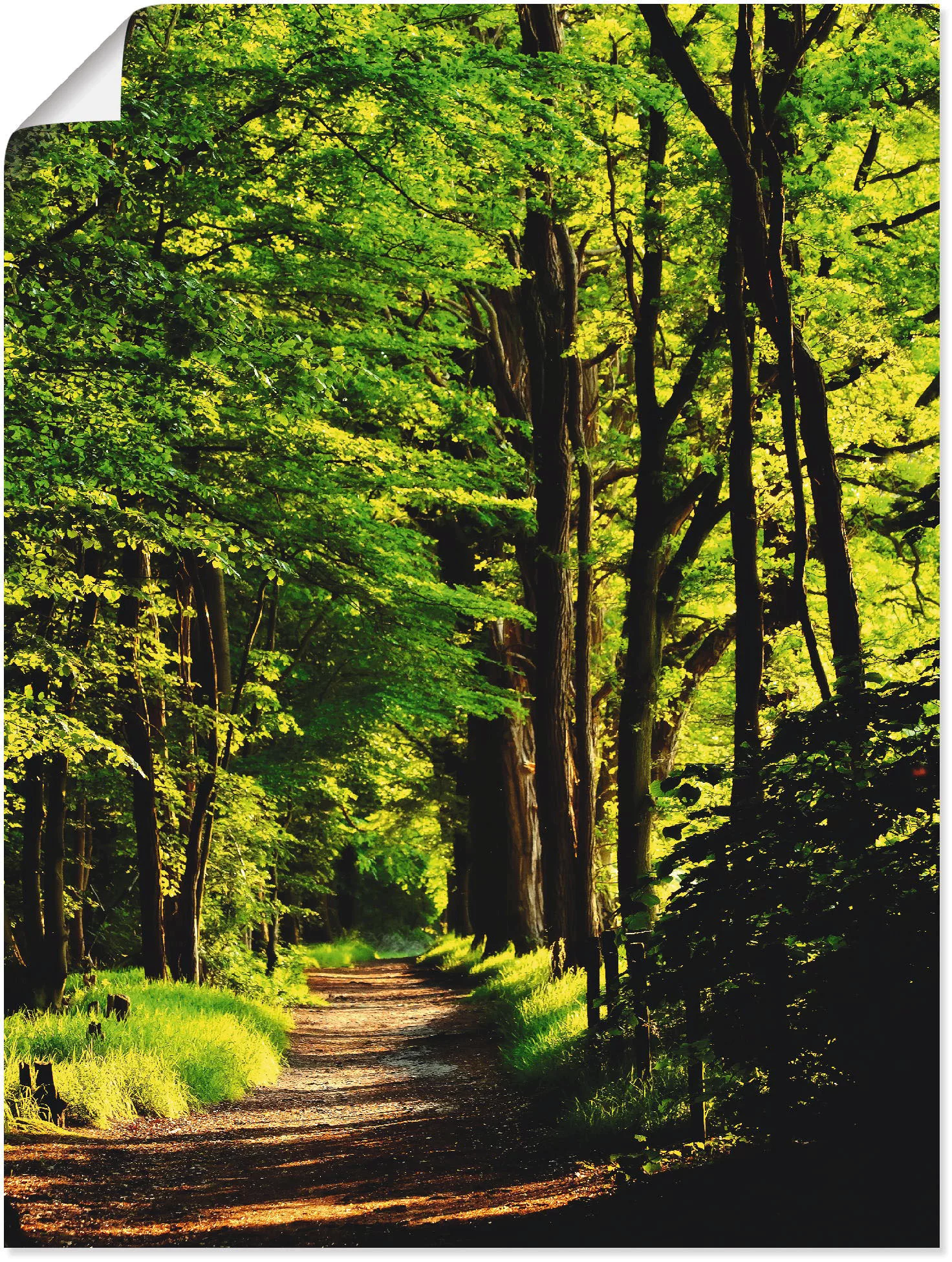Artland Wandbild »Weg im Wald«, Wald, (1 St.), als Alubild, Outdoorbild, Le günstig online kaufen