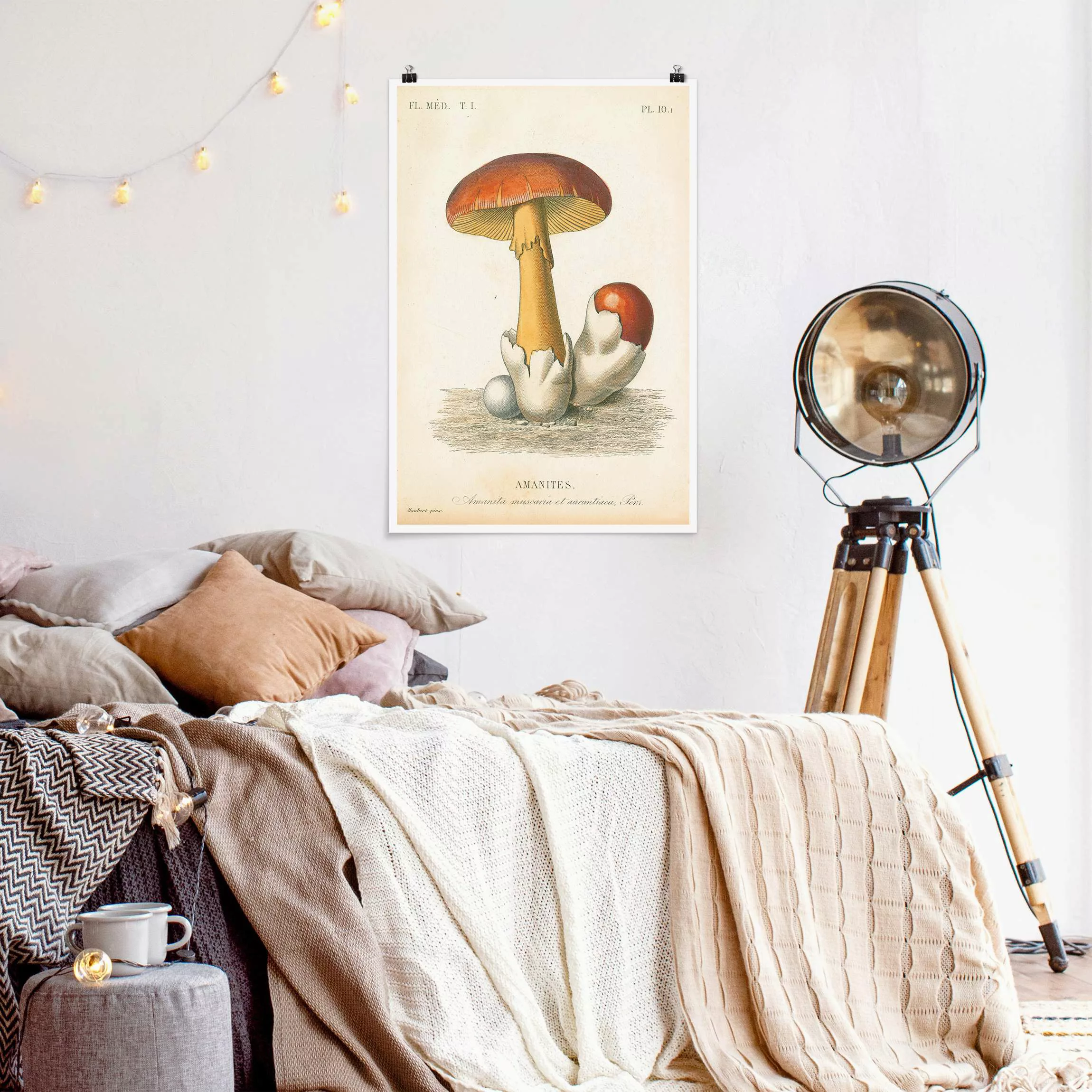 Poster Französische Pilze günstig online kaufen