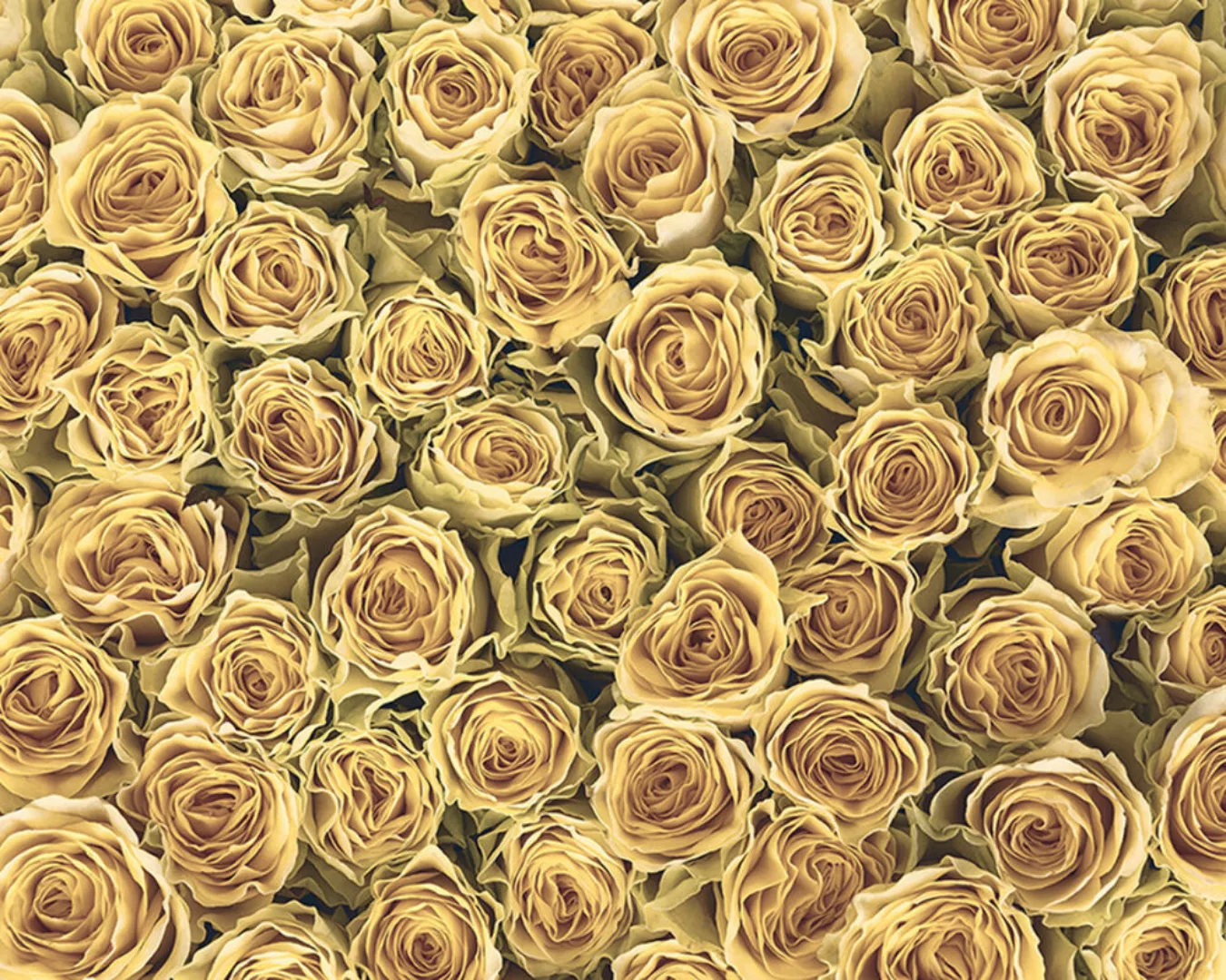 Fototapete "Golden Roses" 4,00x2,67 m / Glattvlies Perlmutt günstig online kaufen