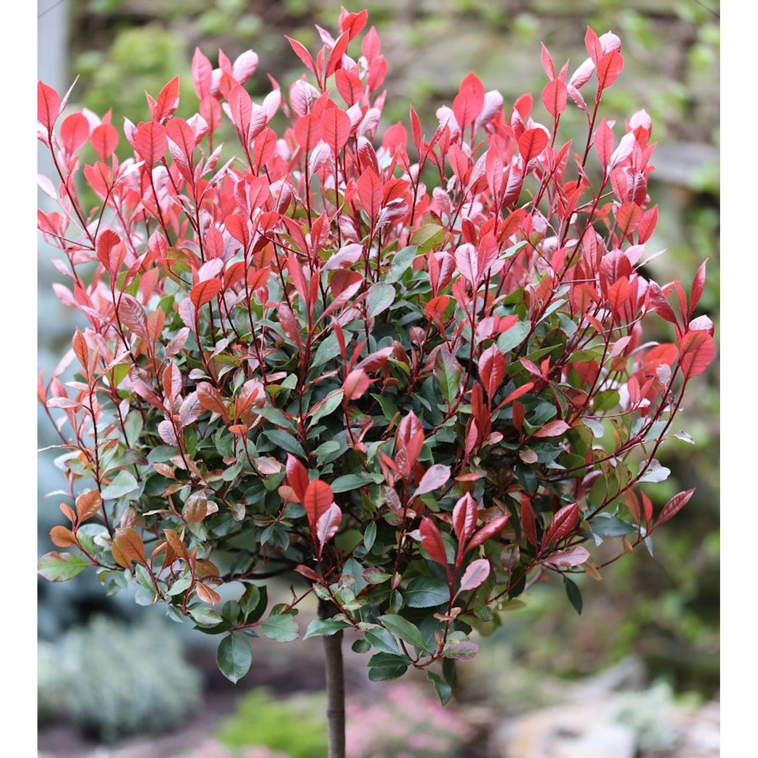 Hochstamm Glanzmispel Red Robin 100-125cm - Photinia fraseri günstig online kaufen