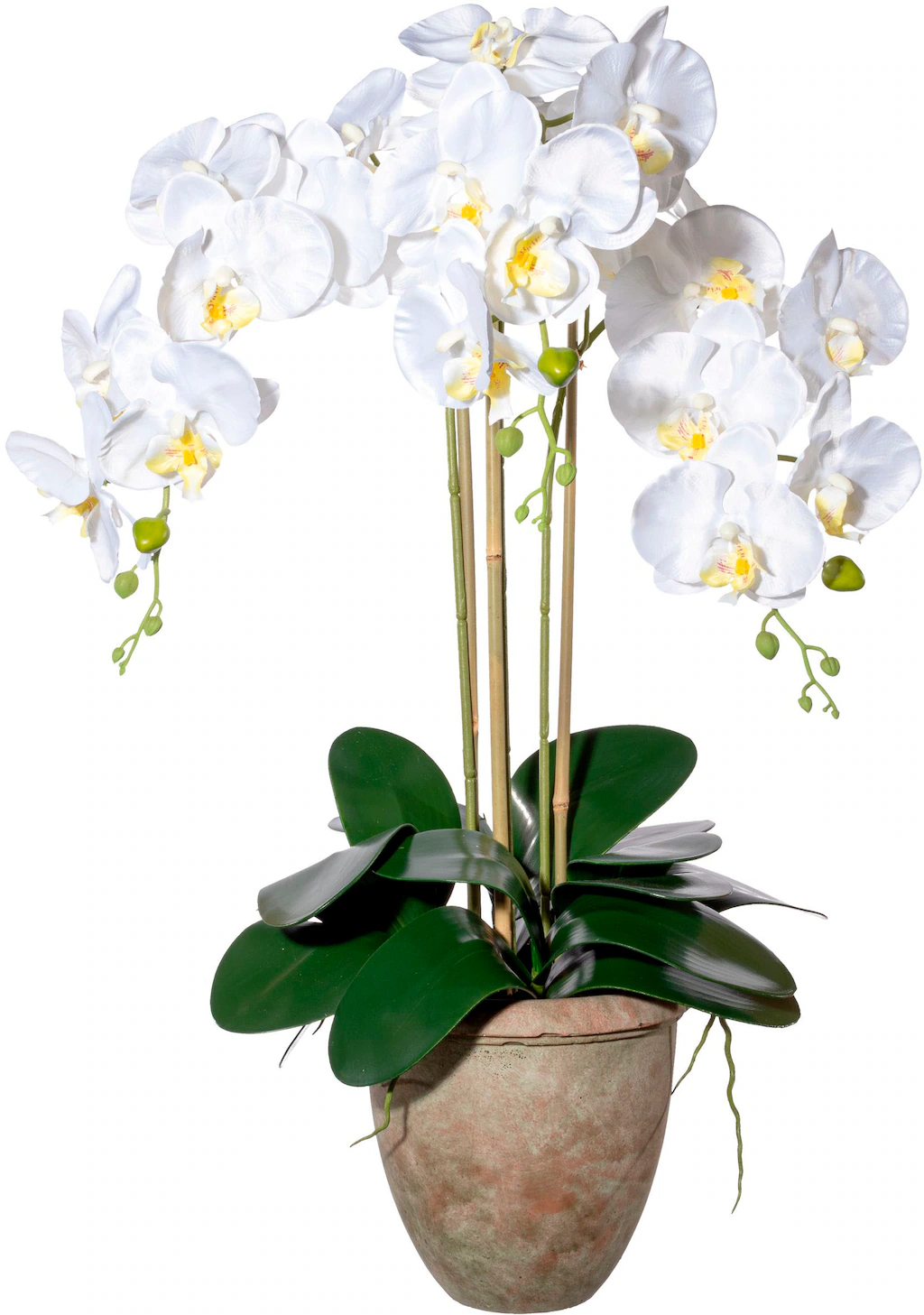 Creativ green Kunstorchidee "Orchidee Phalaenopsis", mit traumhaft schönen günstig online kaufen