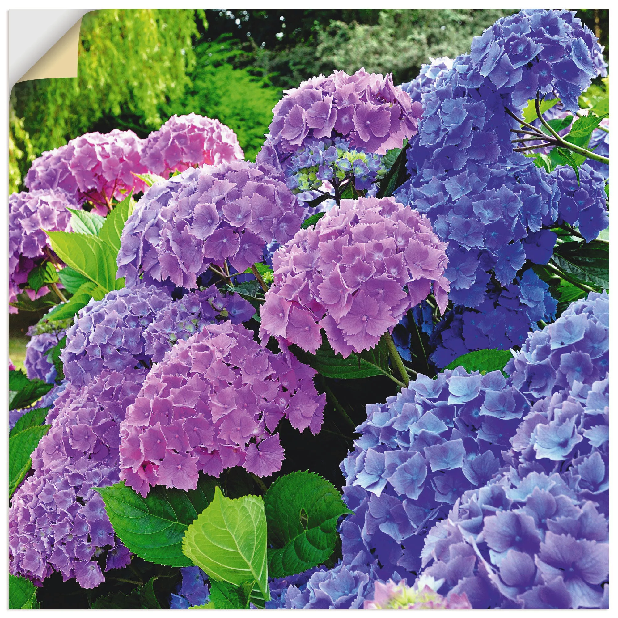 Artland Wandbild »Hortensien im Garten«, Blumen, (1 St.), als Alubild, Outd günstig online kaufen