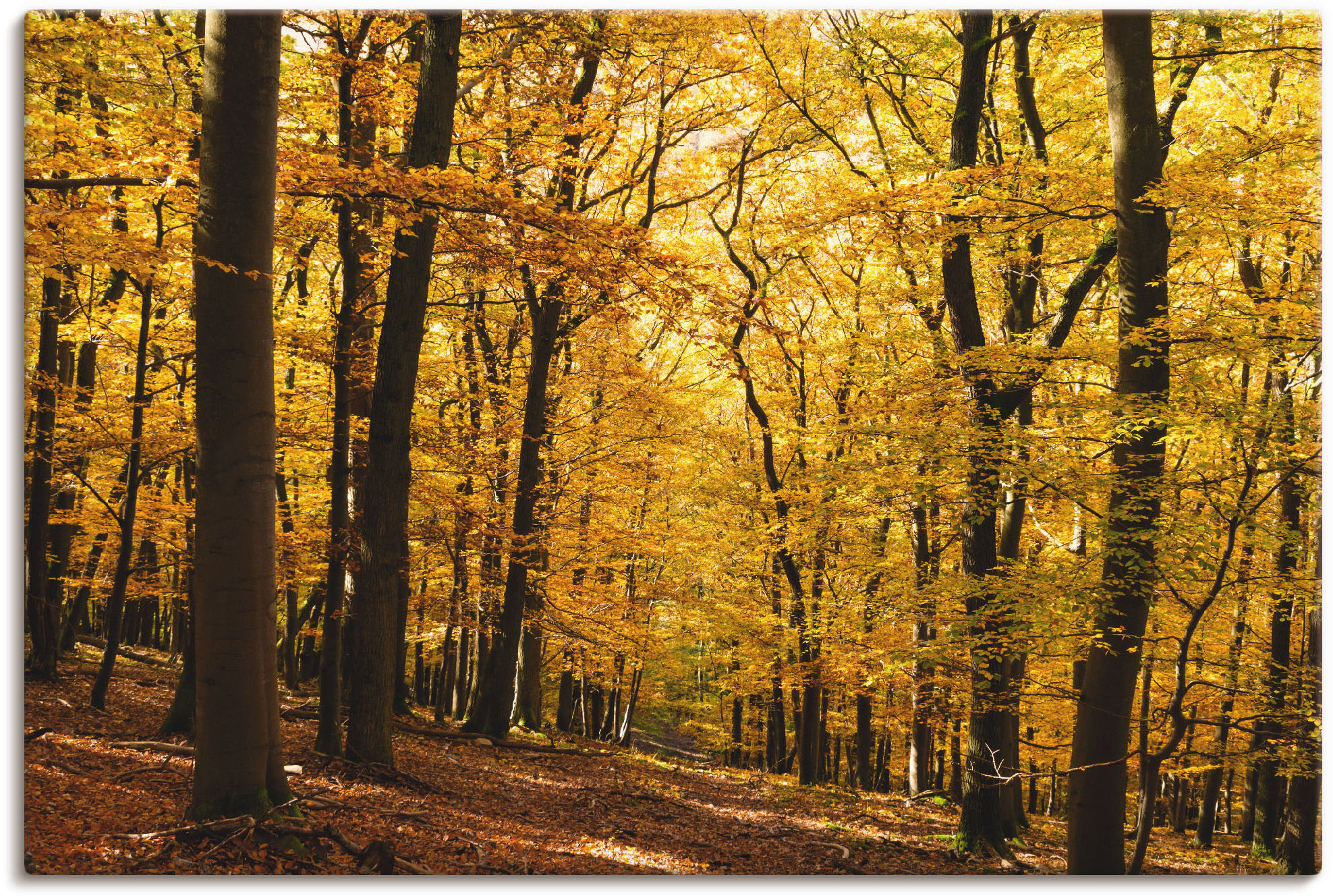 Artland Wandbild "Spaziergang im Herbstwald", Wald, (1 St.), als Alubild, O günstig online kaufen