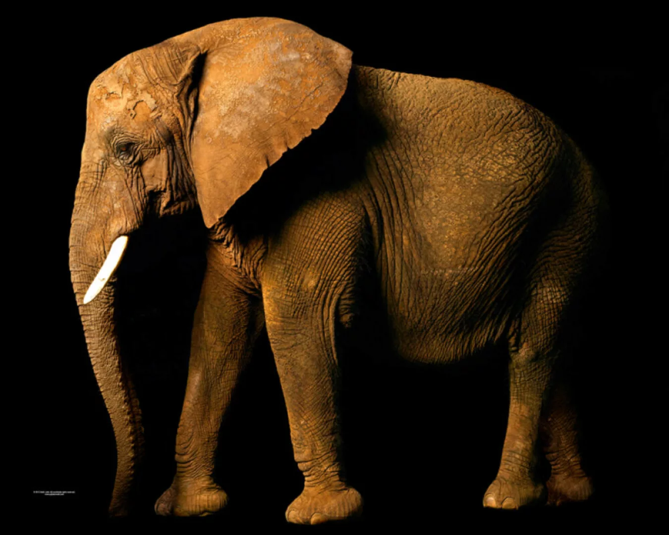 Fototapete "Elefant" 4,00x2,50 m / Glattvlies Brillant günstig online kaufen