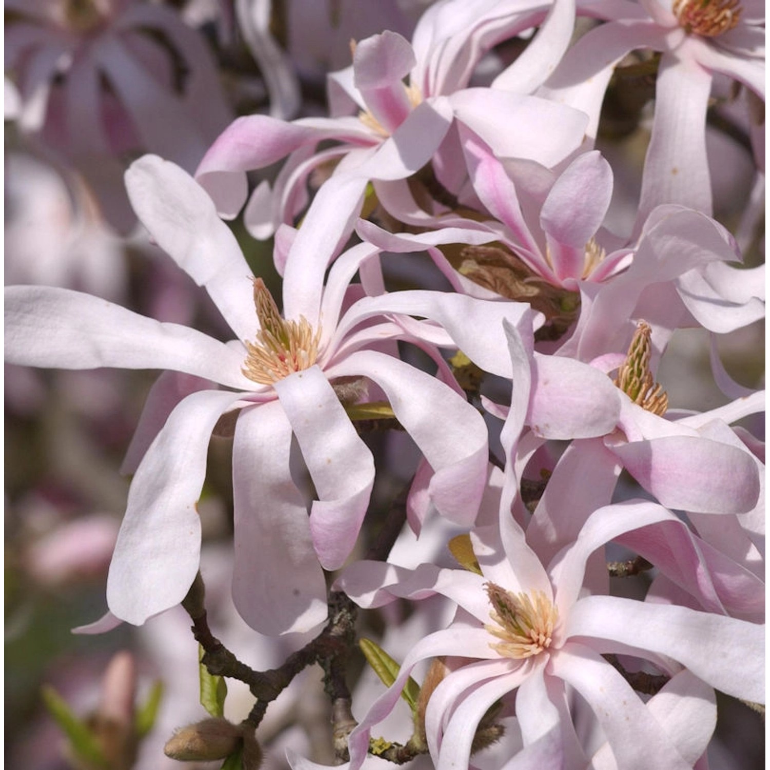 Sternmagnolie Leonard Messel 80-100cm - Magnolia loebneri günstig online kaufen