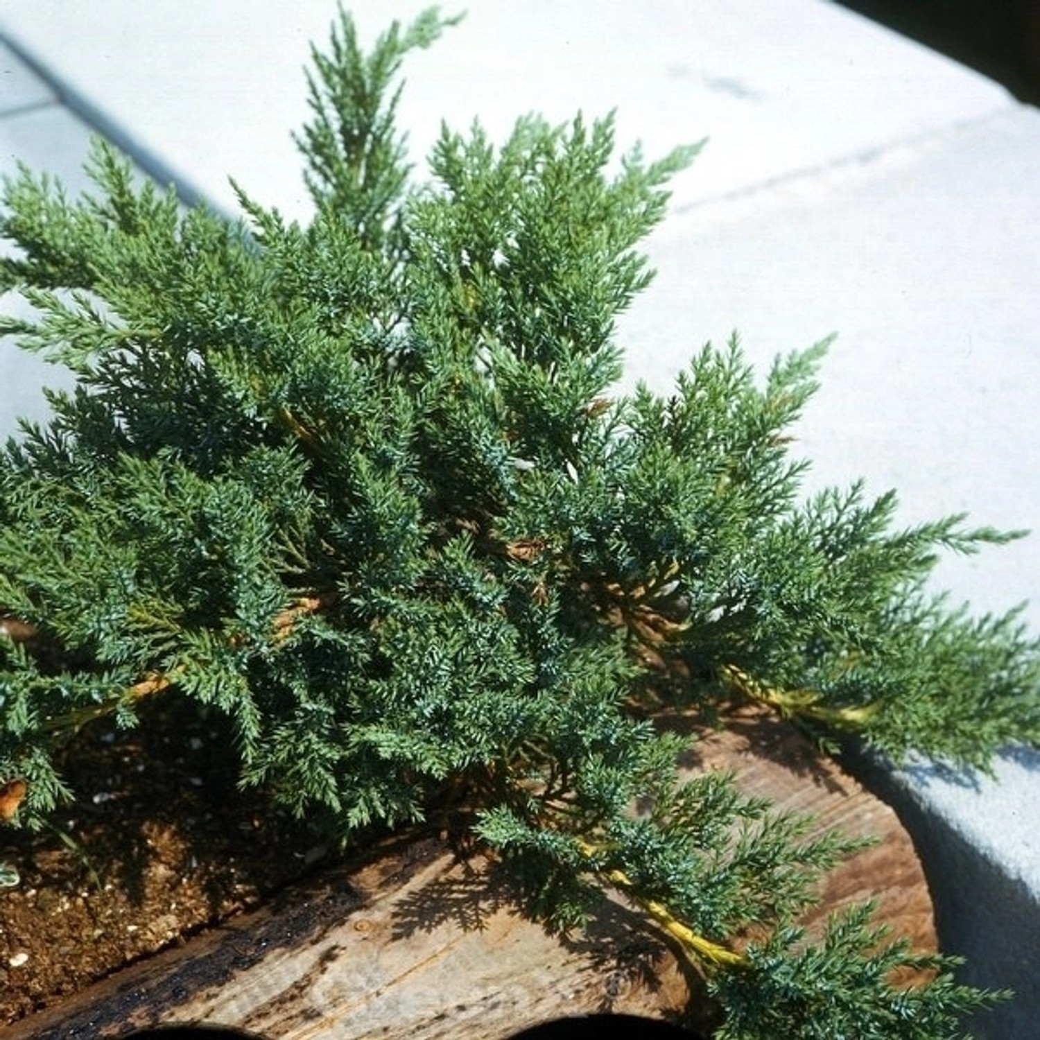 Mooswacholder Rockery Gem 60-80cm - Juniperus Sabina günstig online kaufen