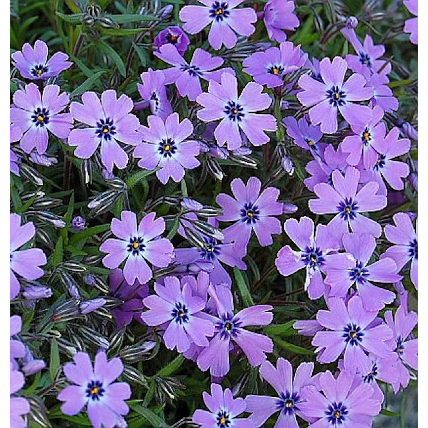 Teppich Phlox Purple Beauty - Phlox subulata günstig online kaufen