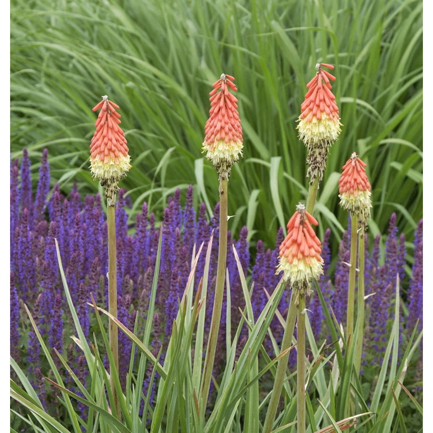 Fackellilie Royal Standard - Kniphofia Hybrid günstig online kaufen