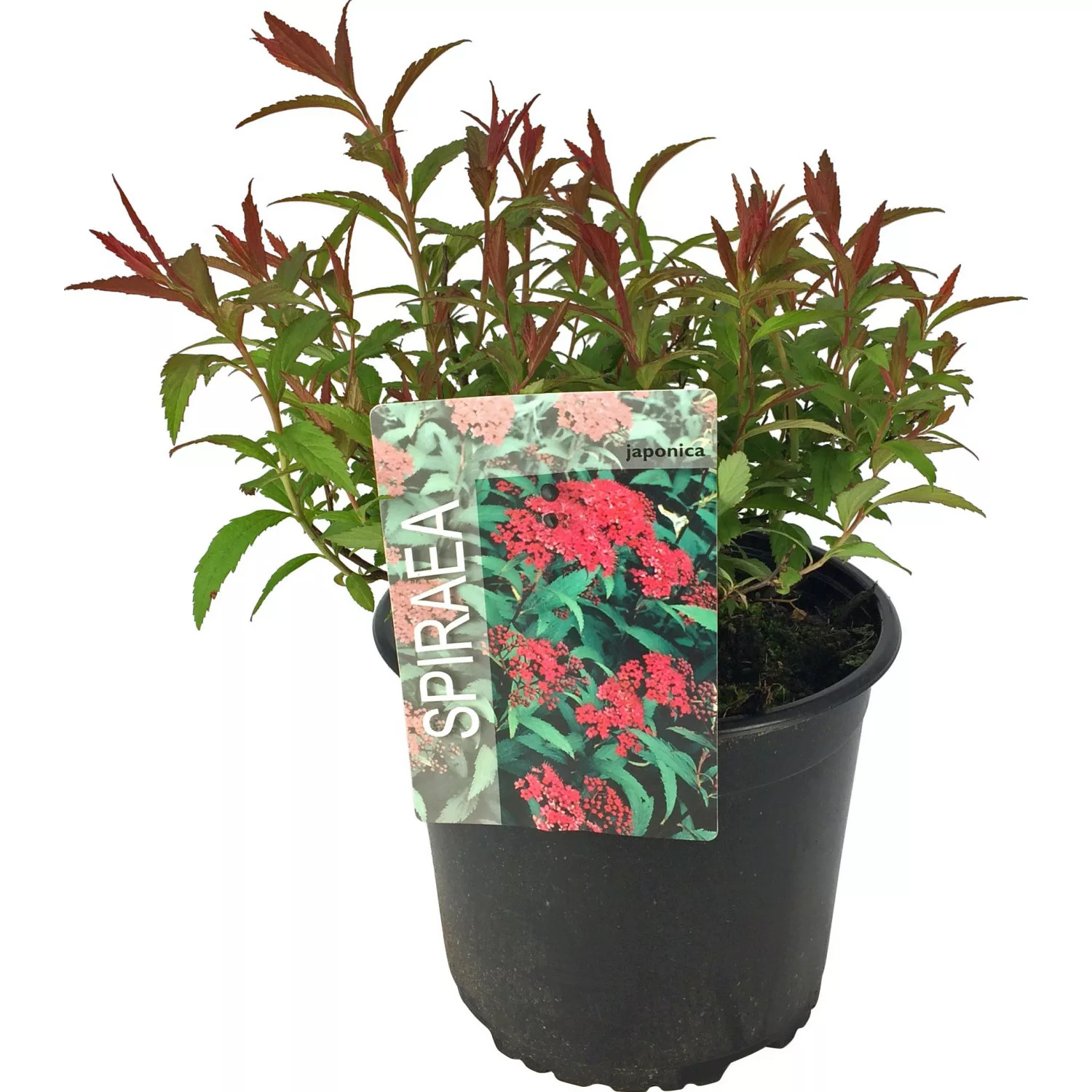 OBI Sommerspiere Dart`s Red Rot Höhe ca. 25 - 30 cm Topf ca. 3 l Spiraea günstig online kaufen