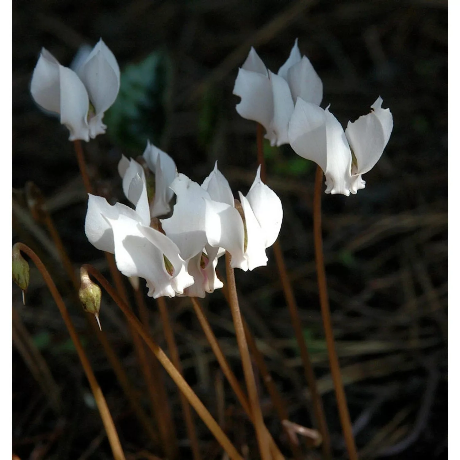 Herbst Alpenveilchen Album - Cyclamen hederifolium günstig online kaufen